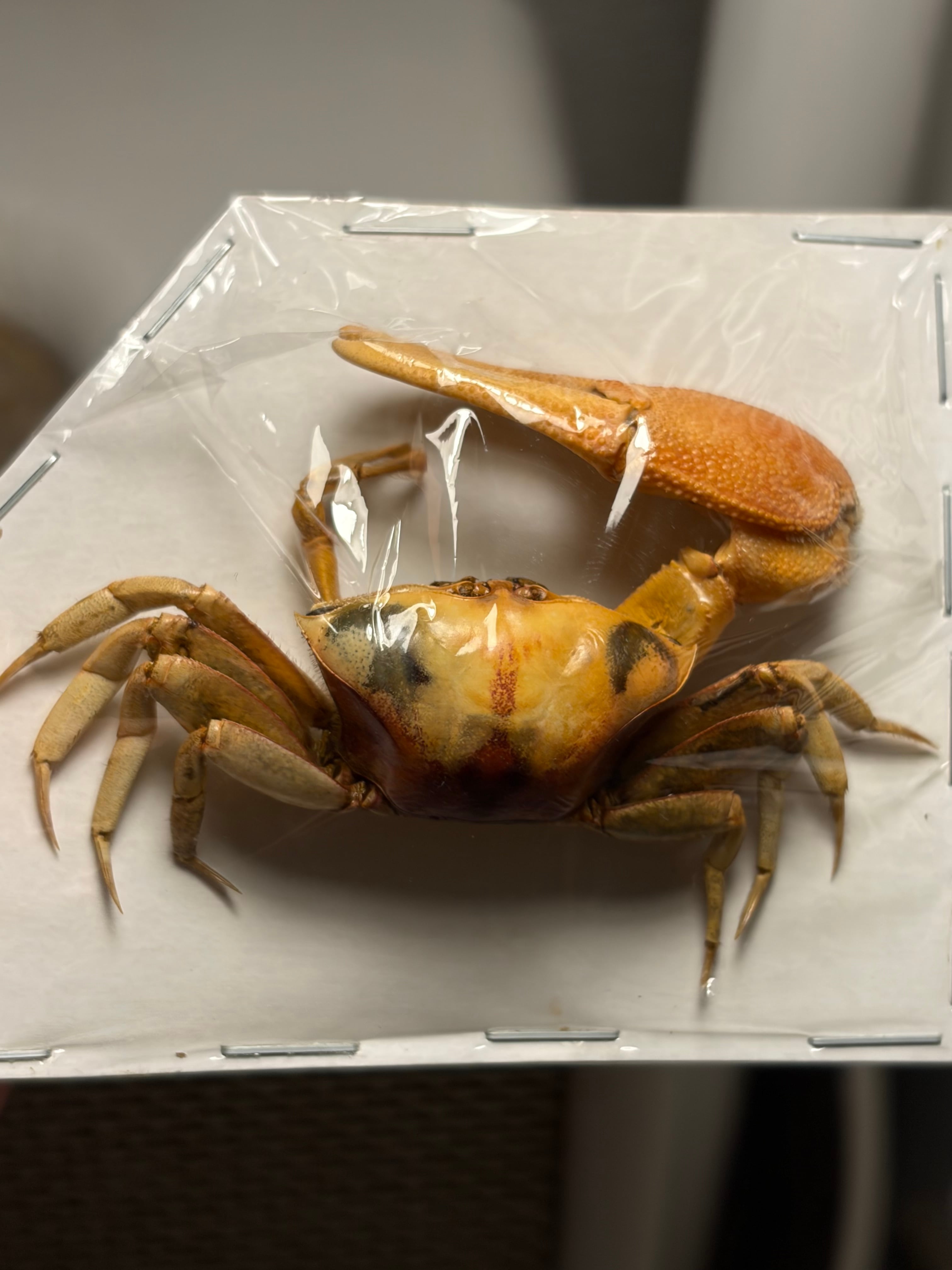 シオマネキに酷似のスナガニの一種 蟹標本 カニ 甲殻類 シャコ エビ