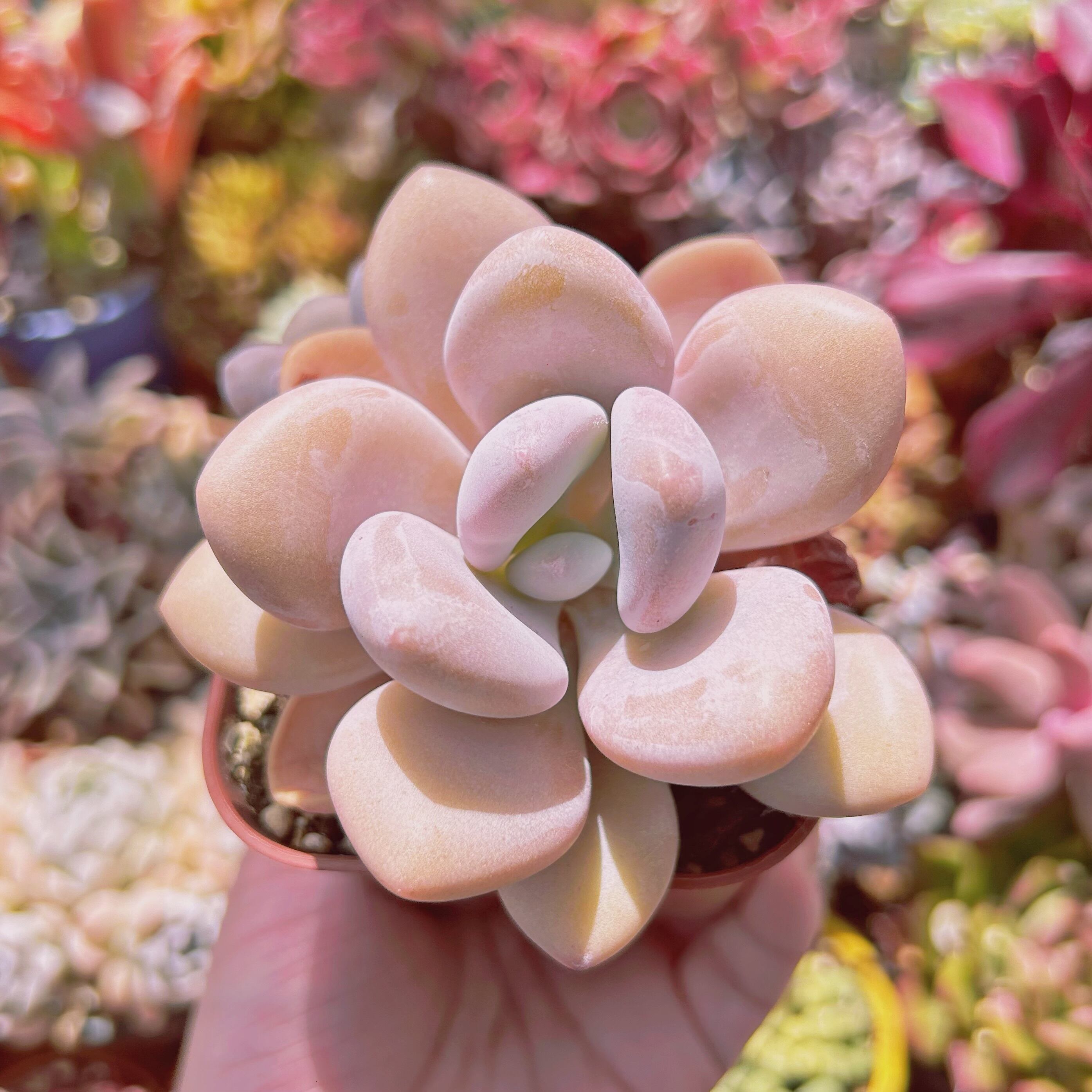 #846現物　多肉植物　ピンクシフォン　