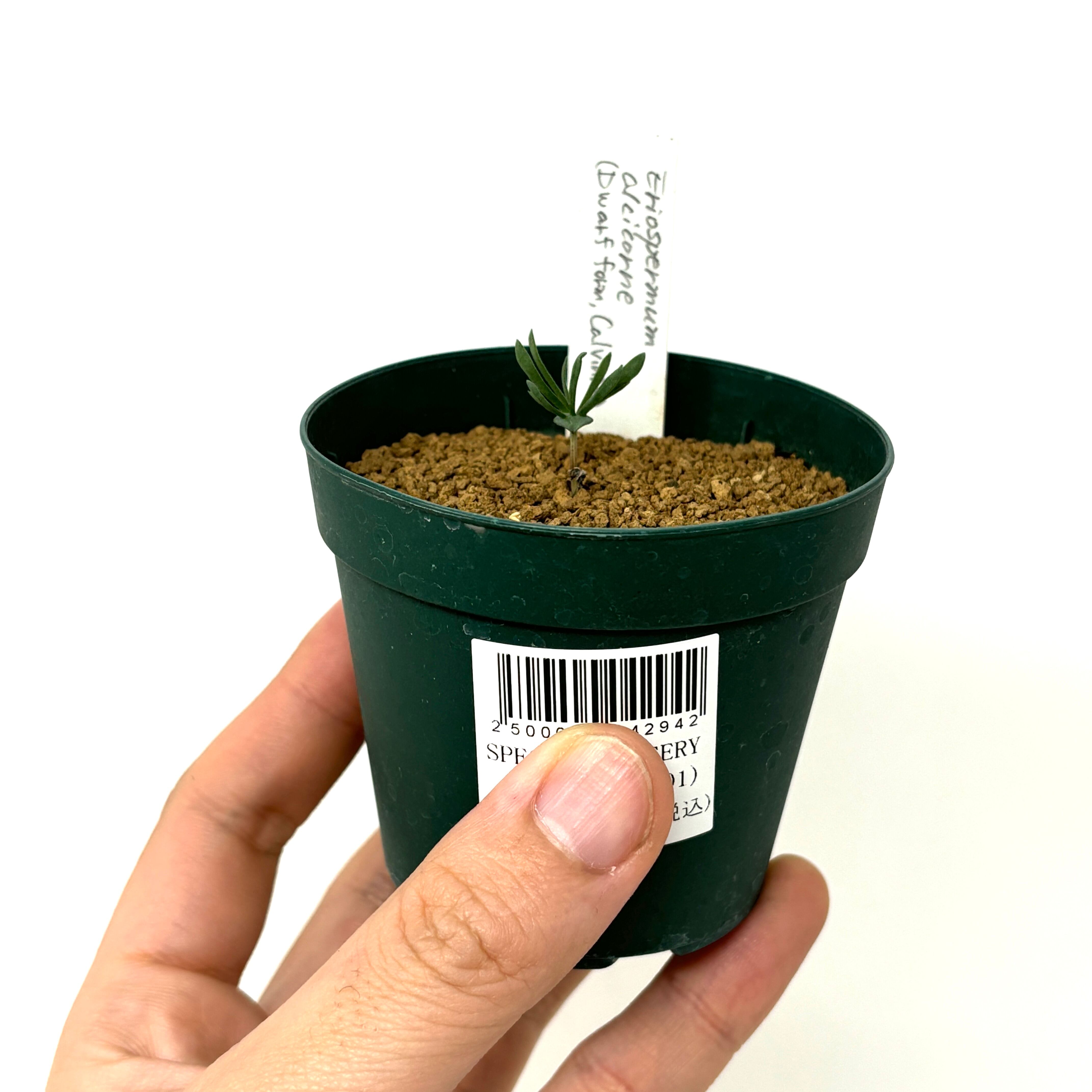 エリオスペルマム アルキコルネ 【公式通販】