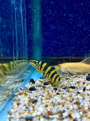 ボーシャ・ロブスタ