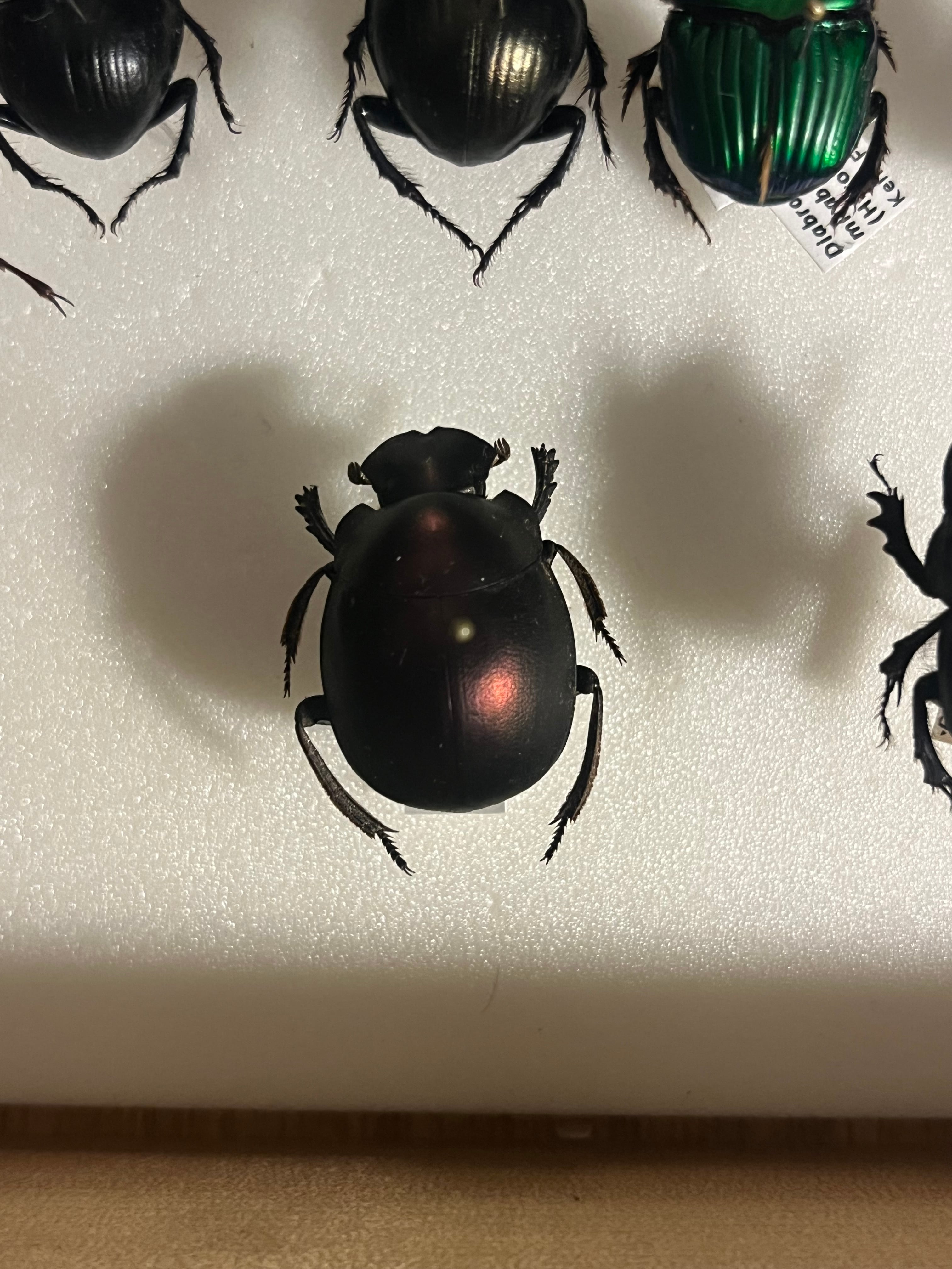 ダイコクコガネ 26mm ♂︎︎ ♀♀ 標本 大型 26mm】プラムタマオシコガネ Chalconotusフンコロガシ糞虫