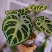 アンスリウム ドラヤキ × シルバーブラッシュ / Anthurium Dorayaki × A. Silver brush⑲/観葉植物