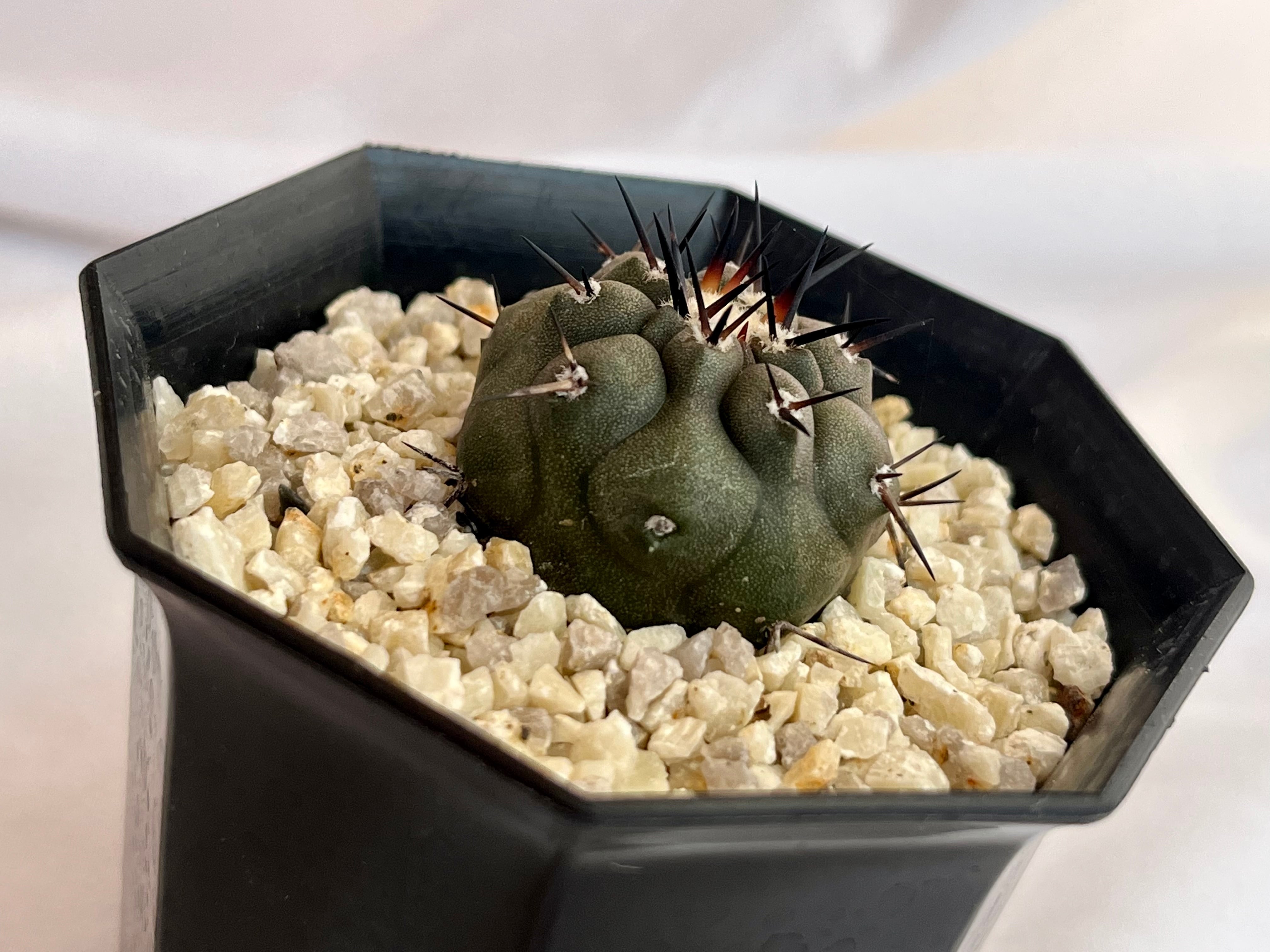 Copiapoa cinerea コピアポア シネレア 黒王丸 サボテン | plants MARU