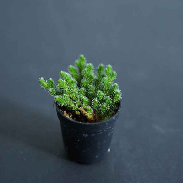 エゾヒモカズラ Selaginella sibirica (Milde) Hieron.（シダ植物）　苔テラリウム作製用素材