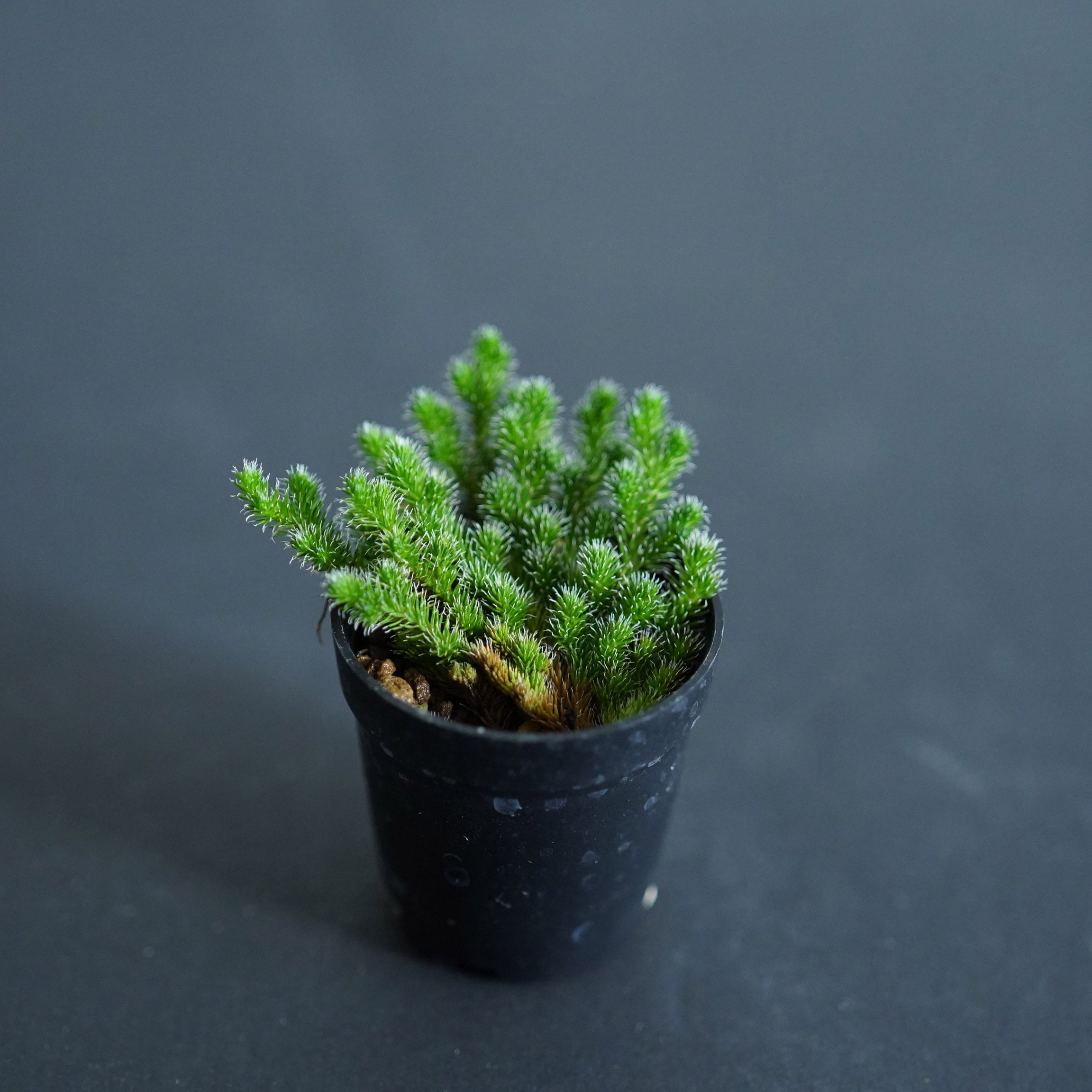 エゾヒモカズラ Selaginella sibirica (Milde) Hieron.(シダ植物) 苔テラリウム作製用素材