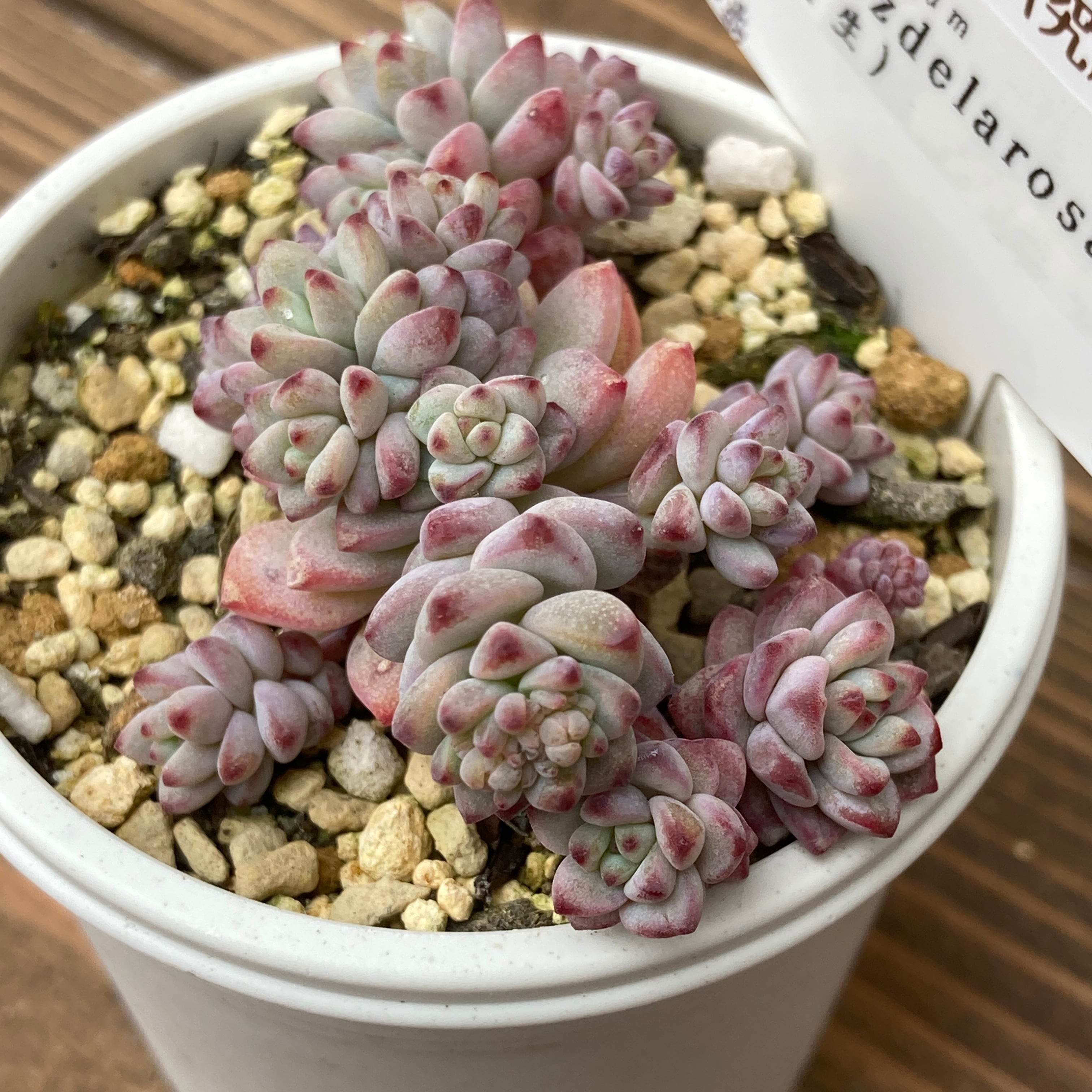 多肉植物　Sedum  coco様仮専用　❀お任せ❀ 7c0dc700f140d47422ba51b59420e9