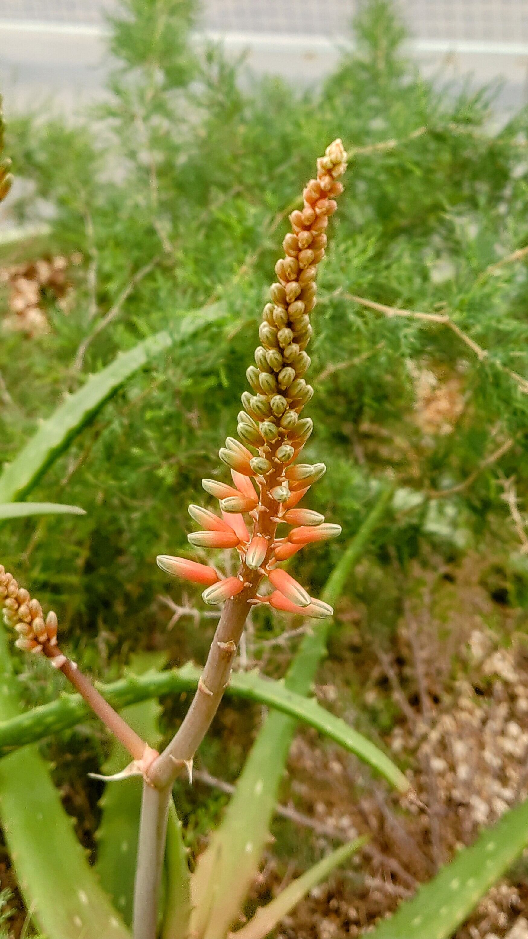 /Aloe immaculata20.04 ()50