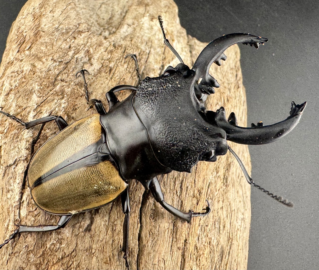 【WD】《ルデキンツヤクワガタ 73.5mm ペア》