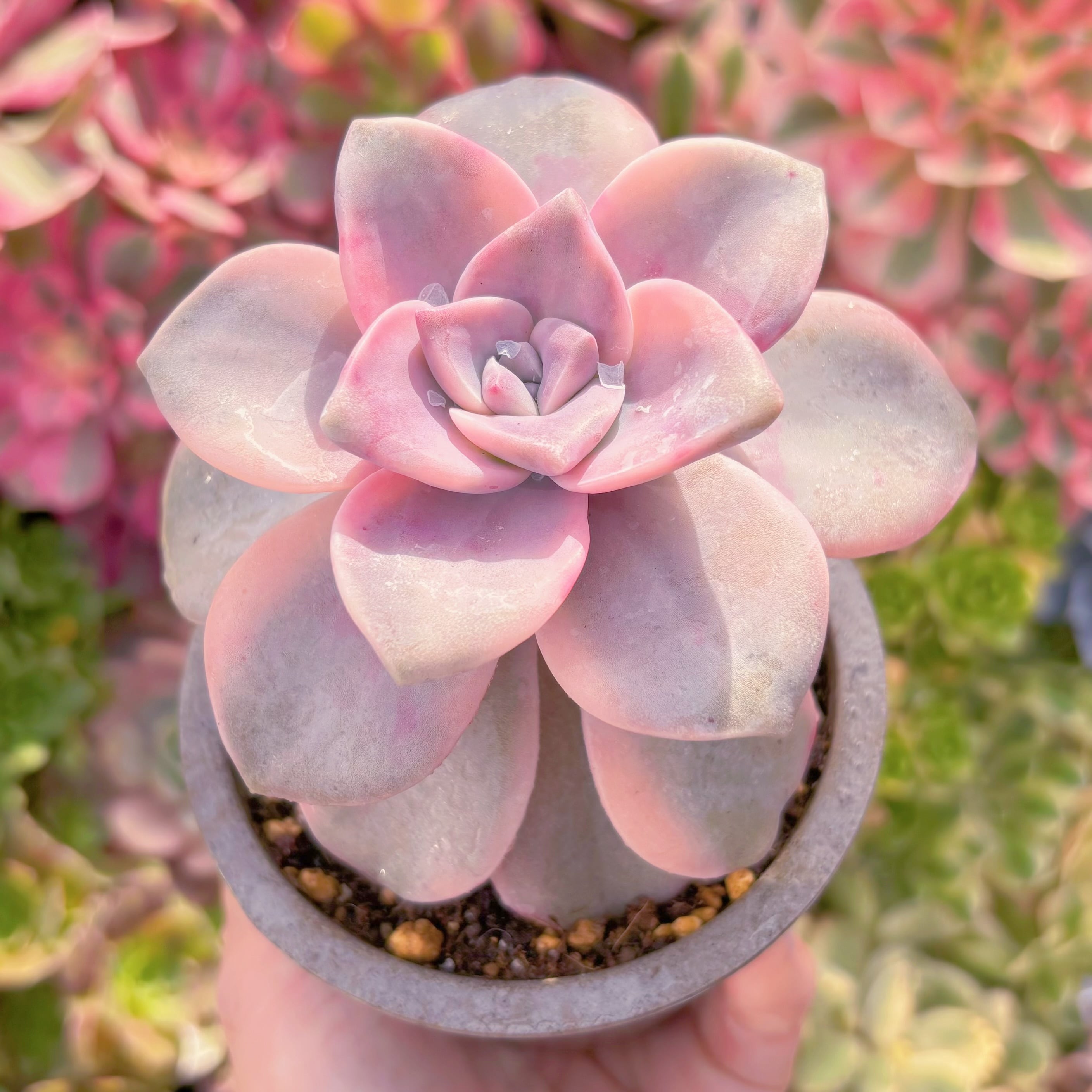 多肉植物　パープルディライト錦　大苗　 新入荷　るる農園