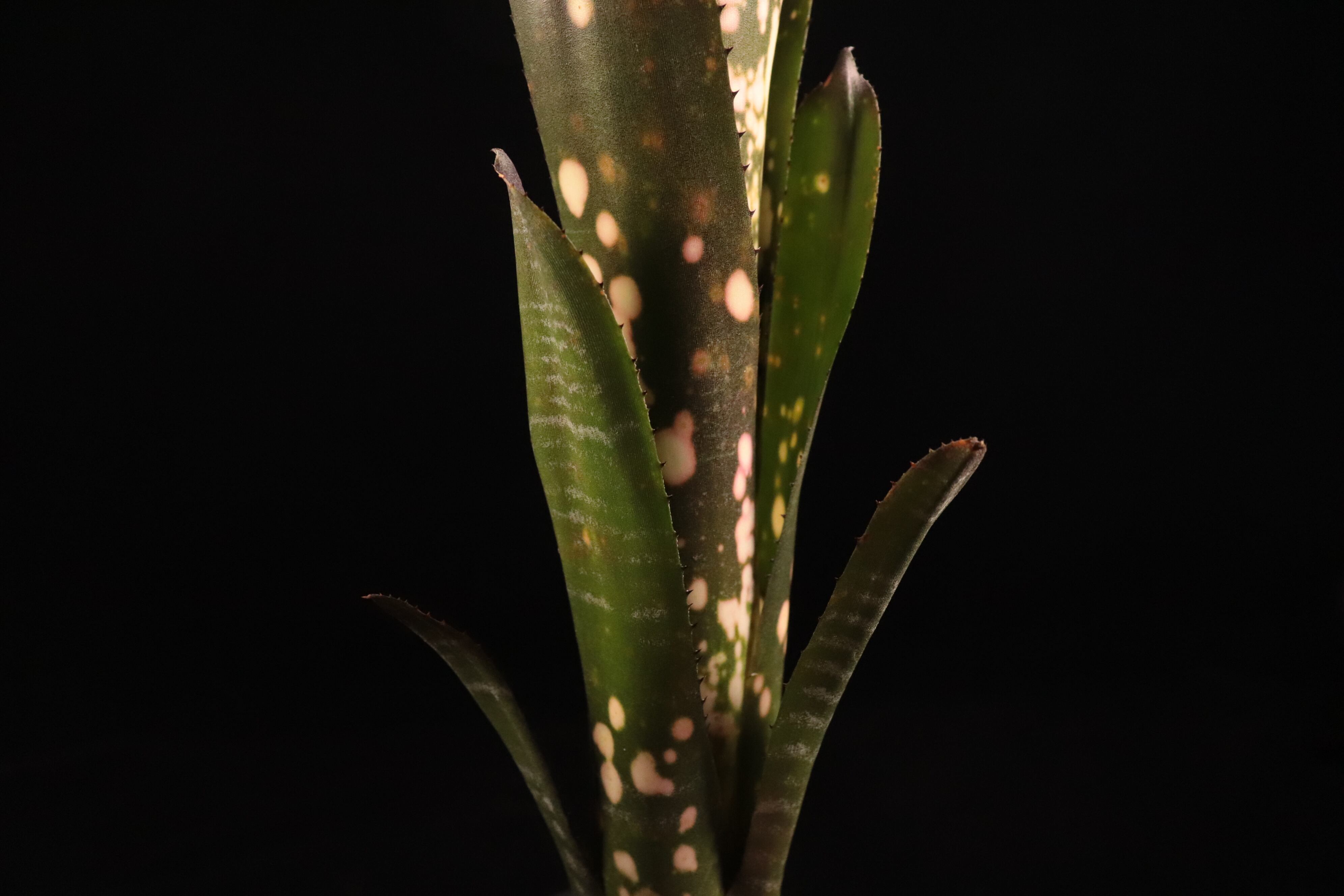Billbergia Candy Cup 子株付き Billbergia 'Kolan Candy Cup'〔ビルベルギア〕B339 | plane plants
