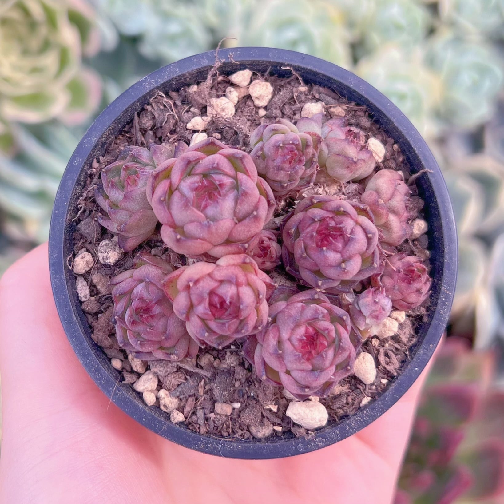 現品　マロンショコラ#651　るる農園