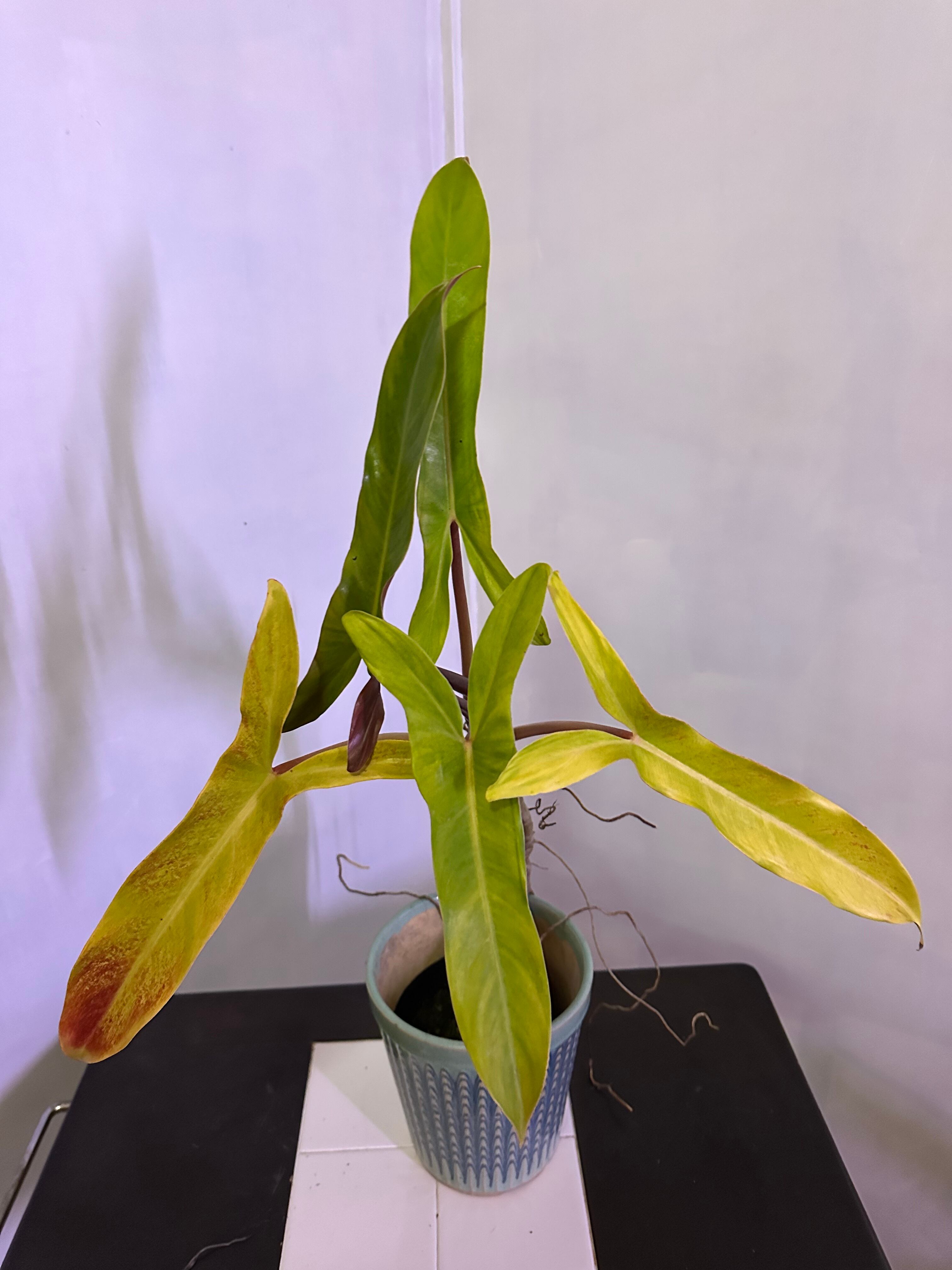 アロカシアヴェノム Alocasia Venom #v003 | トロピカルプランツ