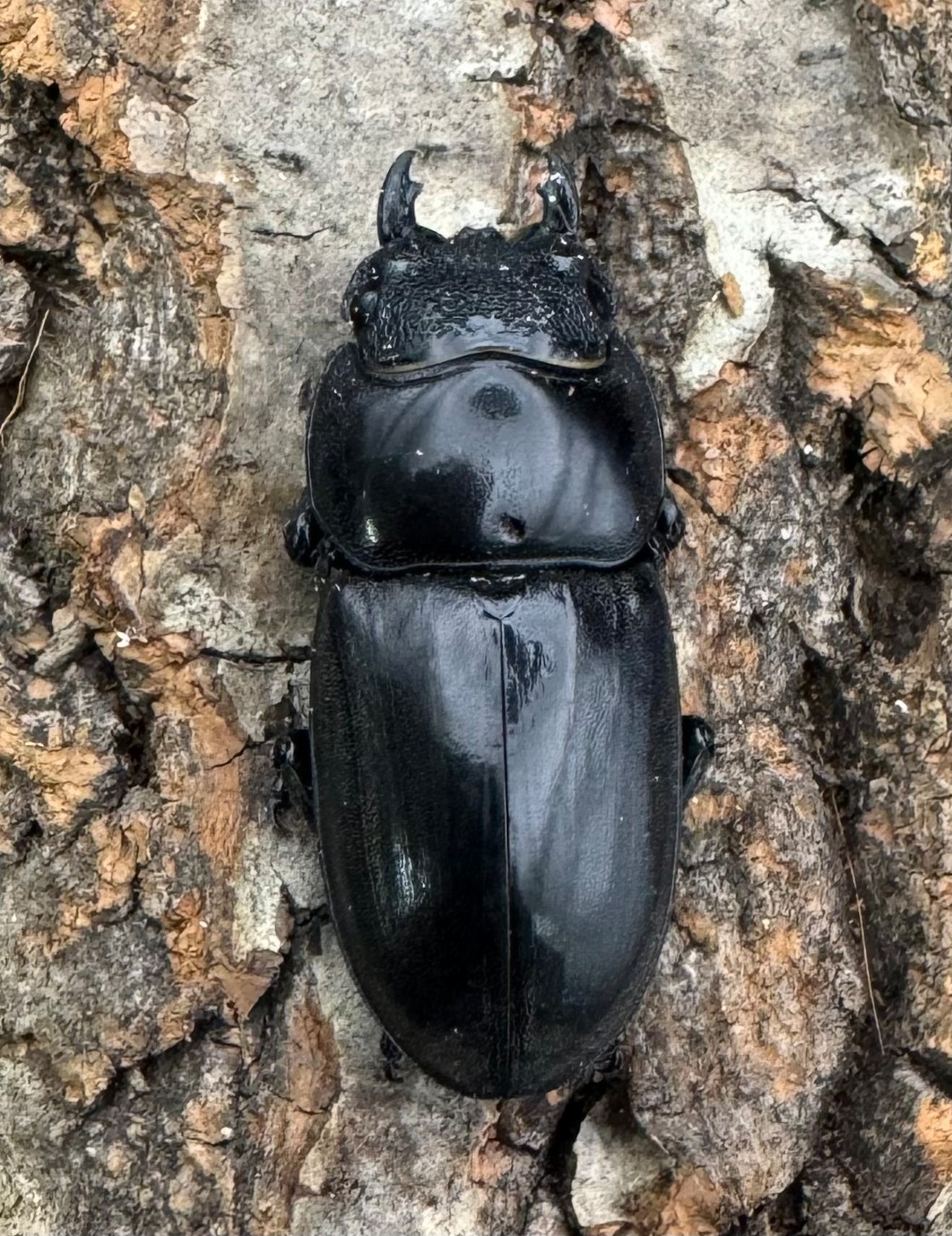 【WD】《パラワンオオヒラタ 87.5mm ペア》