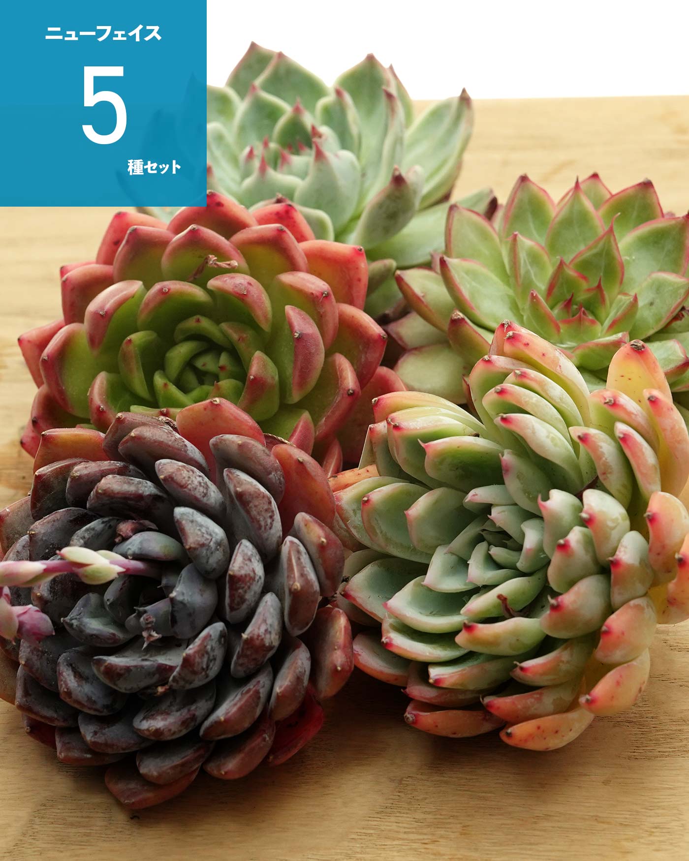 【サービス品@1980〜】ファントム錦 PREMIUM】見本株 ファントム錦 Echeveria 'Phantom Variegated
