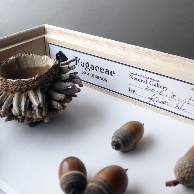 ドングリの標本函 | Natural Gallery