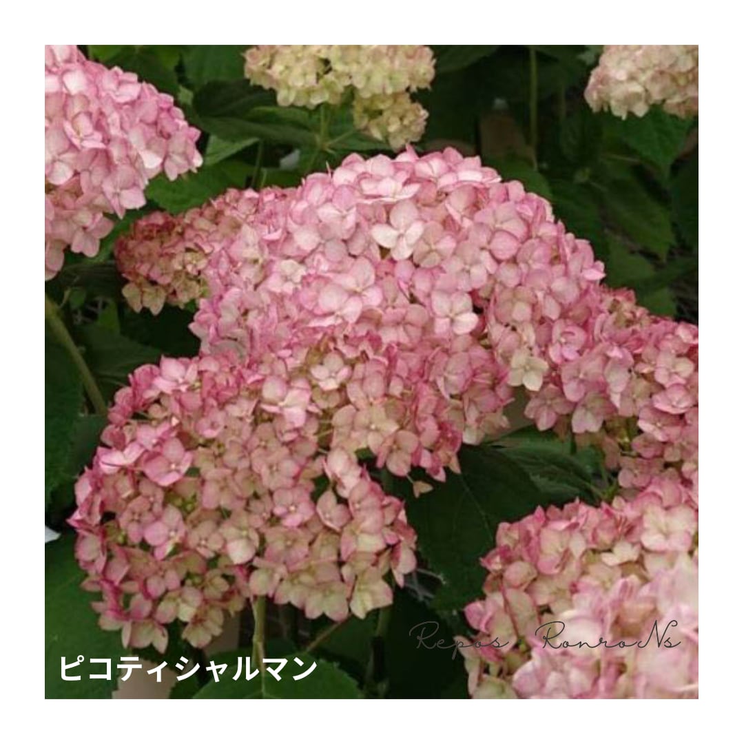 アジサイ:アナベル『ピコティシャルマン』(3号)希少 新品種 紫陽花 アナベル苗 鉢花 植栽 苗木