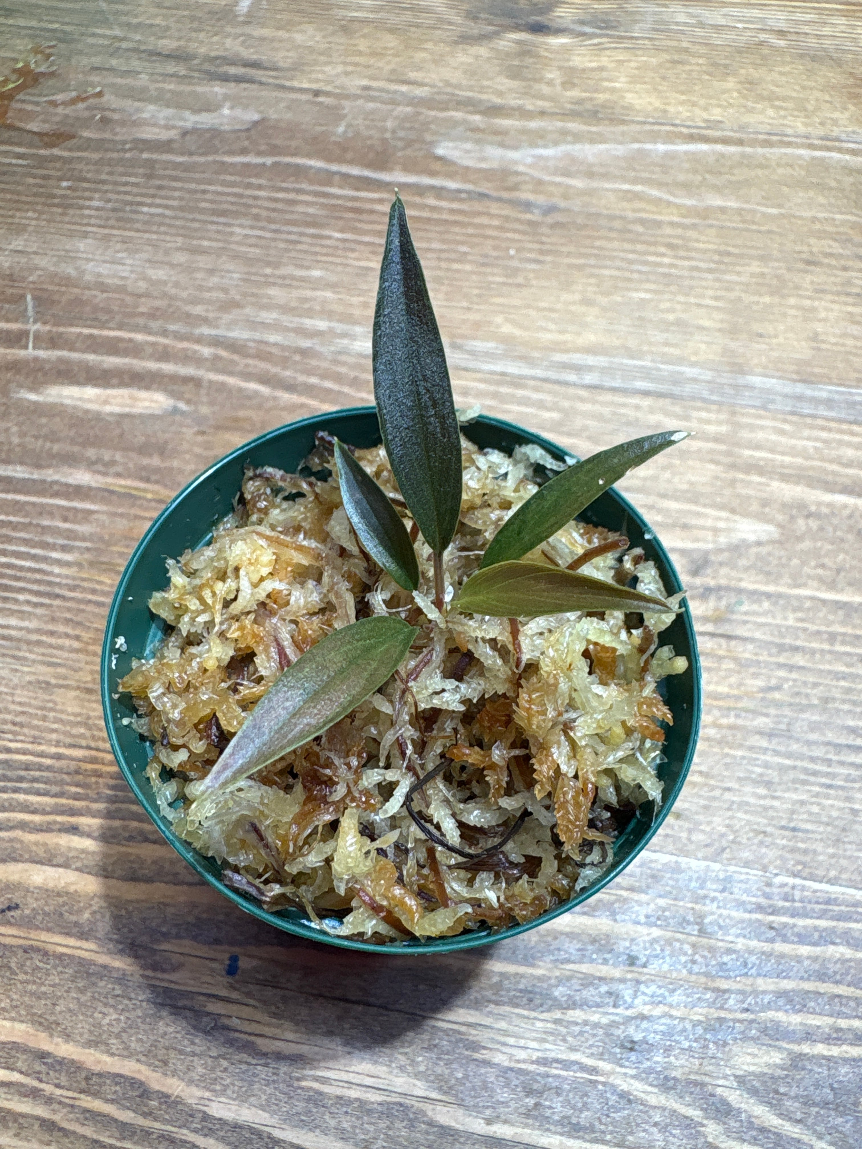 ホマロメナ | Plants Base