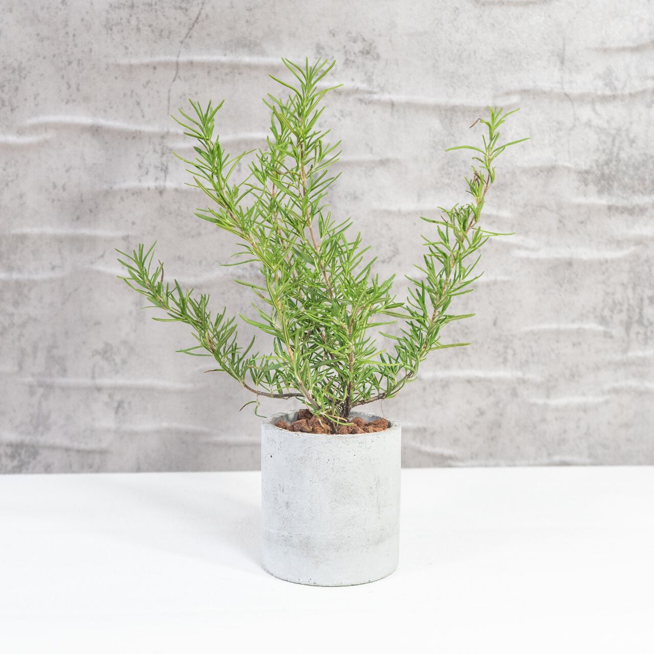 ローズマリー 香り豊かで丈夫な人気ハーブ 料理やハーブティーにも◎ おしゃれなモルタル鉢仕立てで室内外に最適