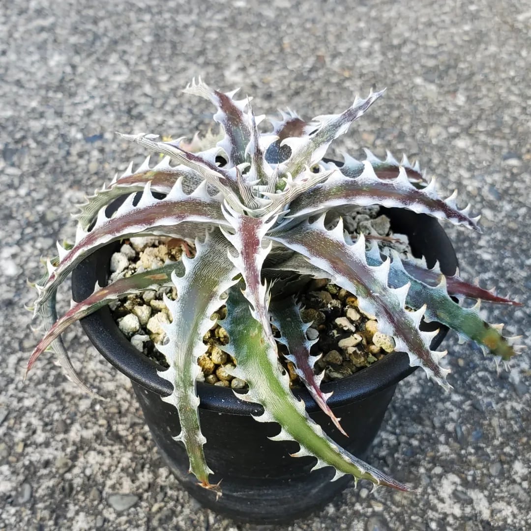 F00206_Dyckia 'Wing'：ディッキア・ウイング（子株） | レアプランツ