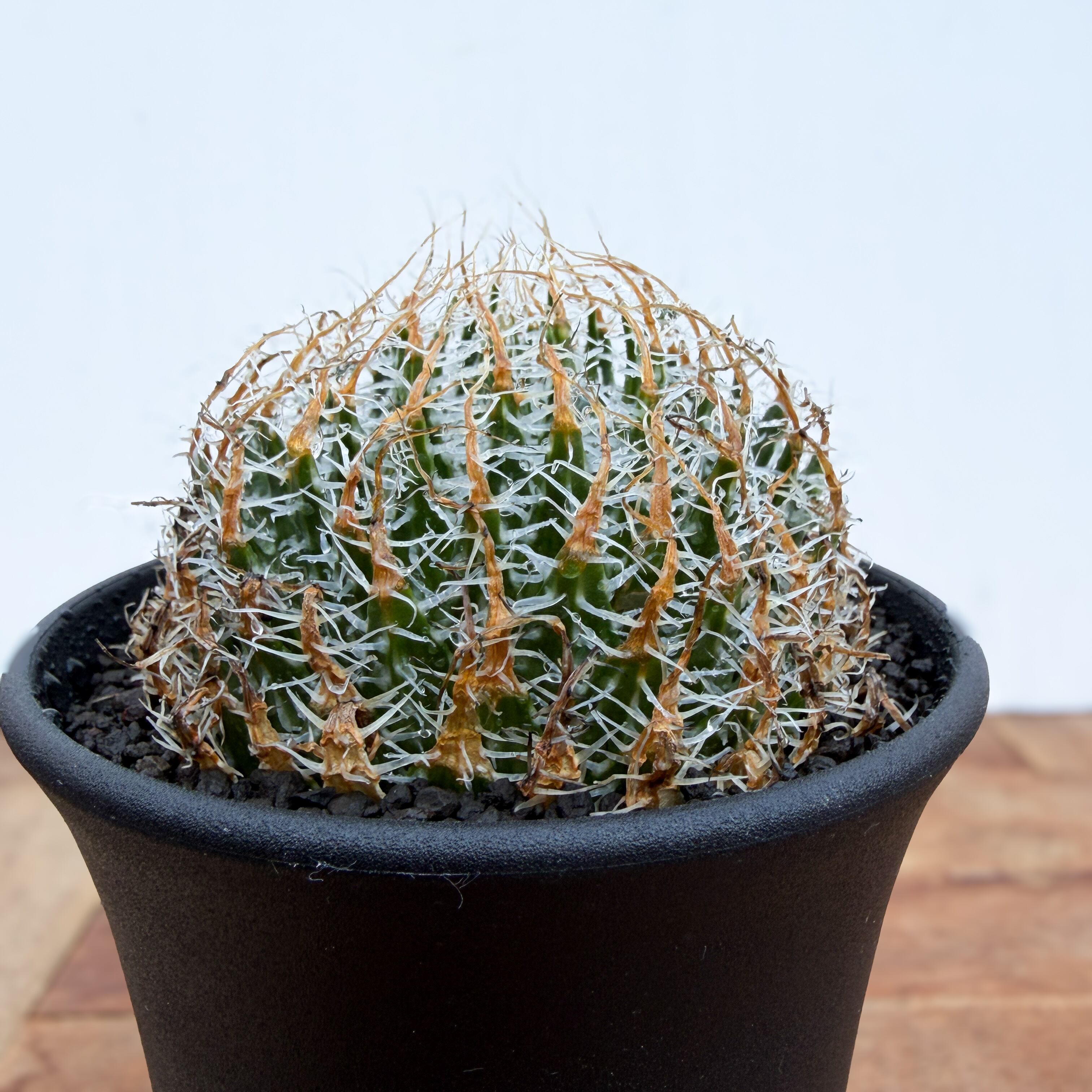 Haworthia gigas【ハオルチア・ギガス】 | RIMO'S GREEN 【Saboten