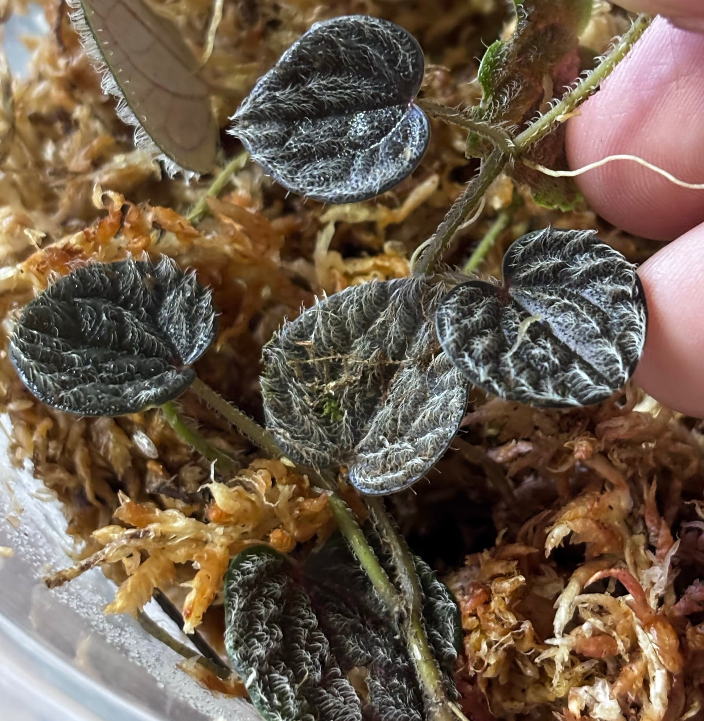 Bucephalandra cf. filiformis Sanggau Kalimantan Barat【ZOE0226-17i