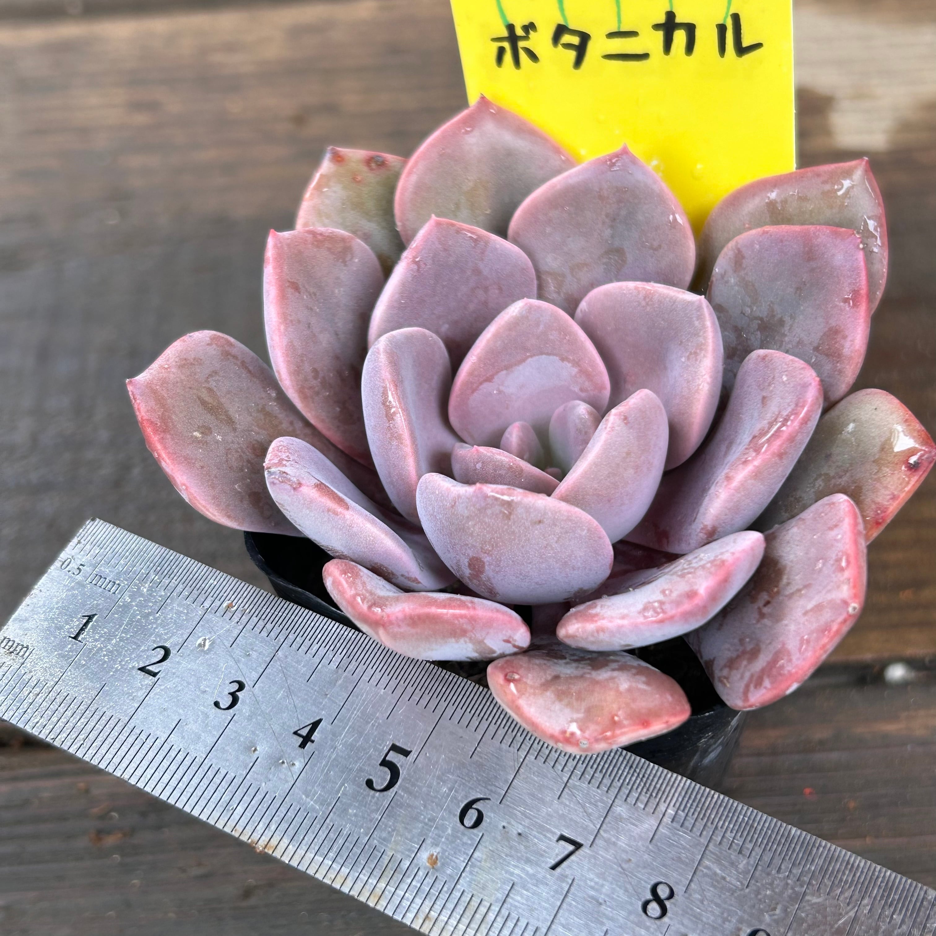 デビー | RuPo 多肉植物専門店