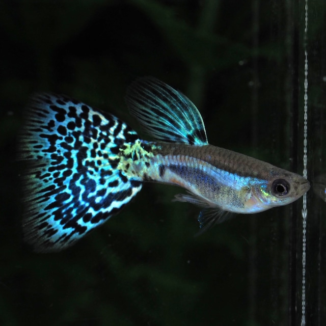 専用 ブルーグラス　若魚3ペア