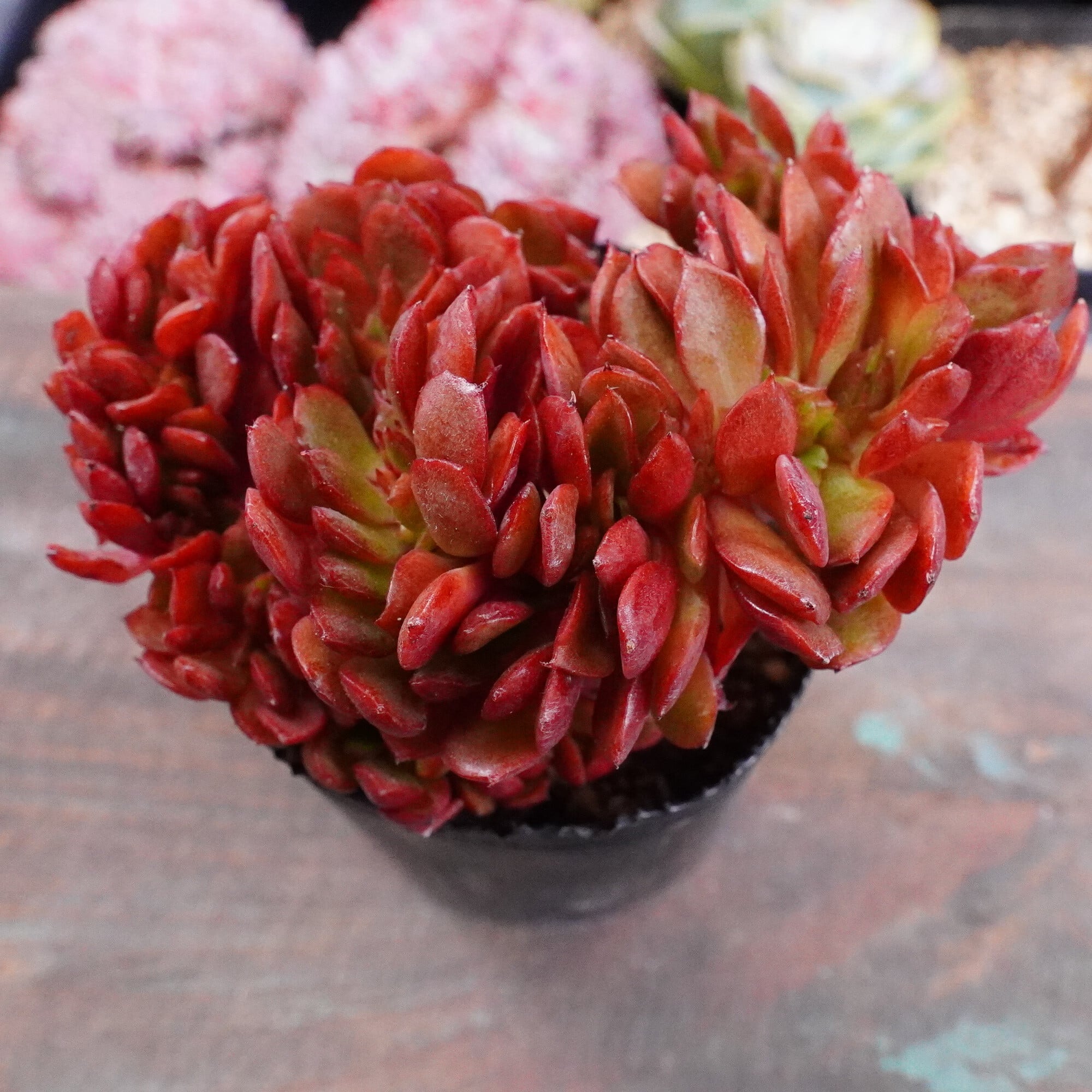 多肉植物 韓国 エケベリア 10-3221ゴーストバスト20個