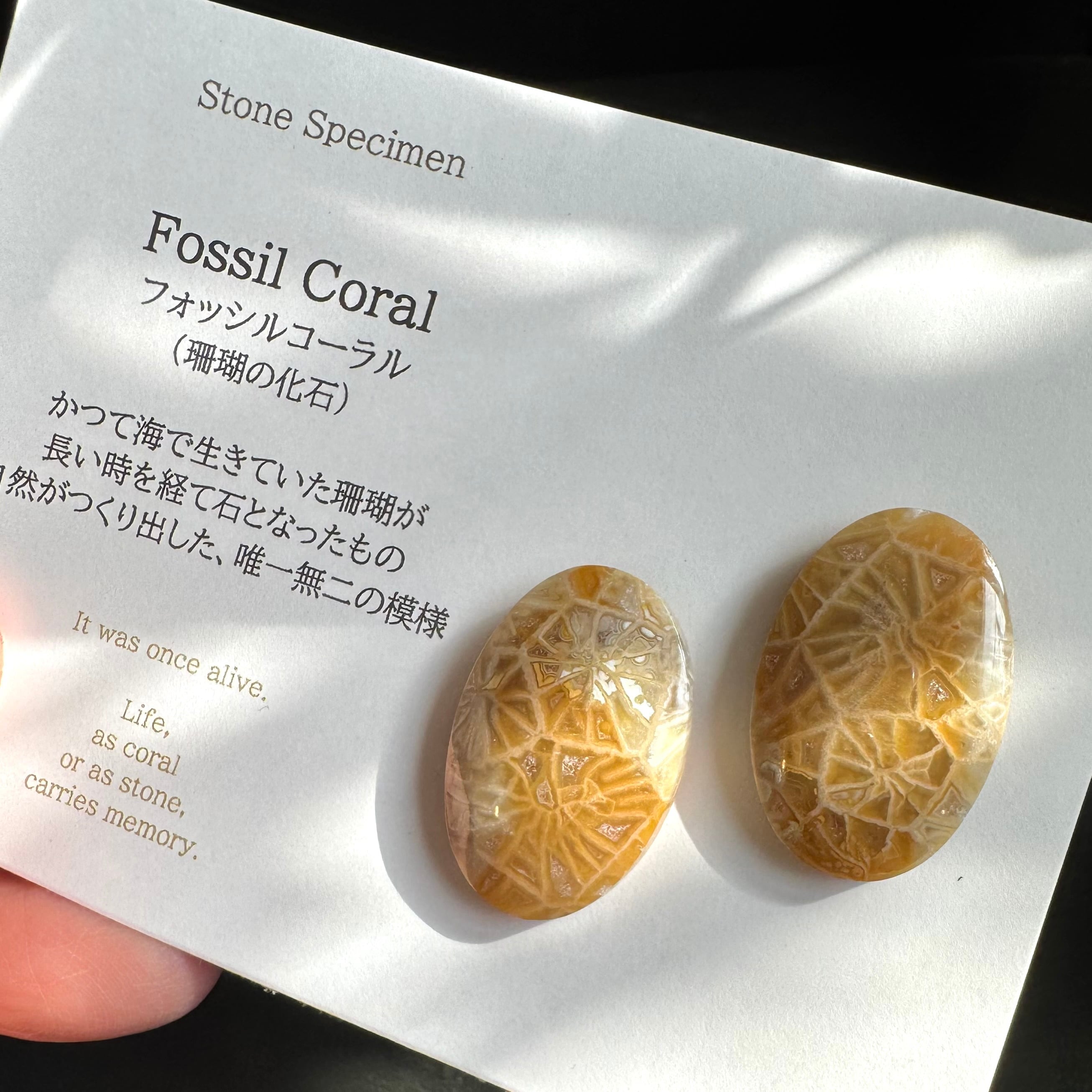 珊瑚の化石】フォッシルコーラルピアス＊ベージュ系ハニカム柄 | Style