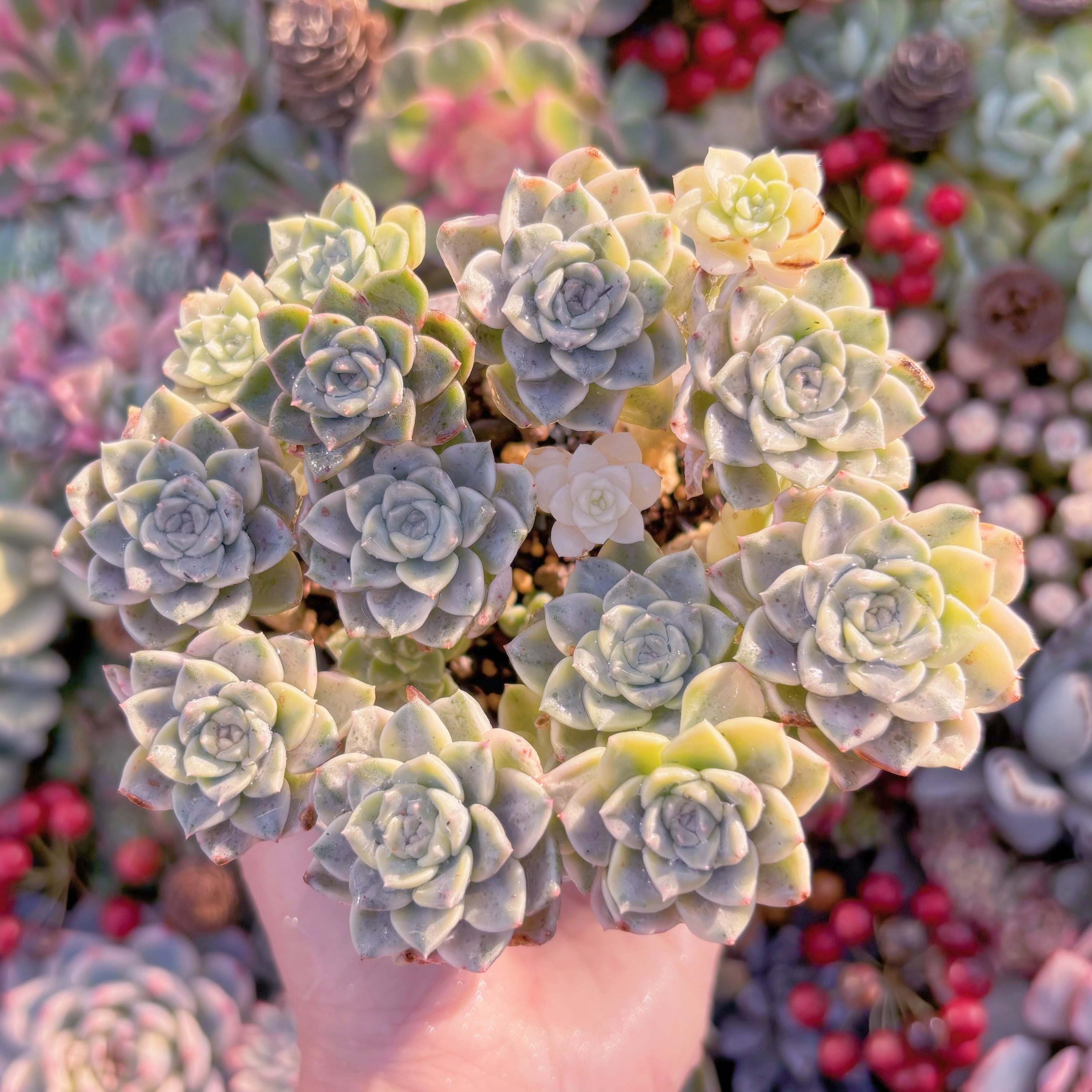 現品　ティンカーベル錦#A009　大群生　新入荷　るる農園