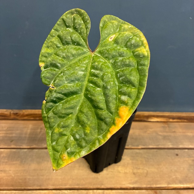 【クリアランス】アンスリウム　luxurians(red) × sp. aff. besseae【575】