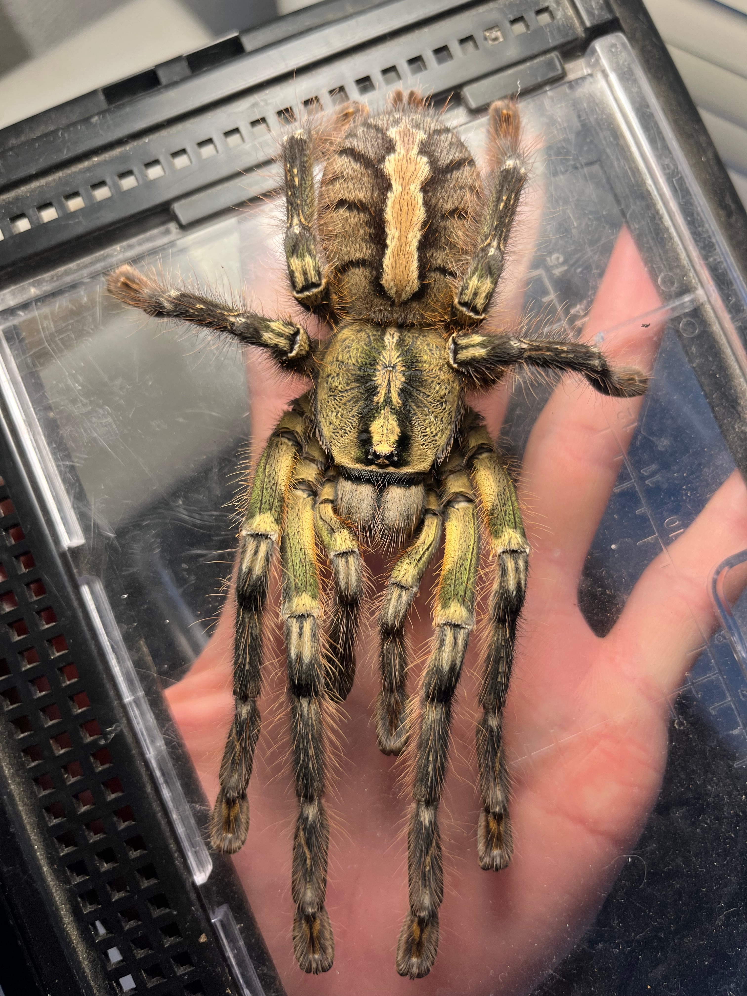 未展足】アーマードクリケット 武装コオロギ ドラゴンヘッドコオロギ