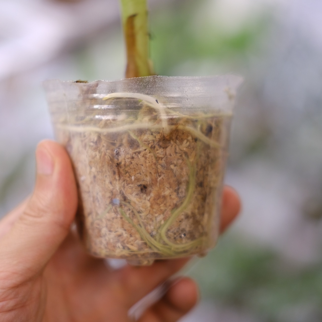 アロカシア グリーンベルベット / Alocasia Green Velvet⑧ / 観葉植物