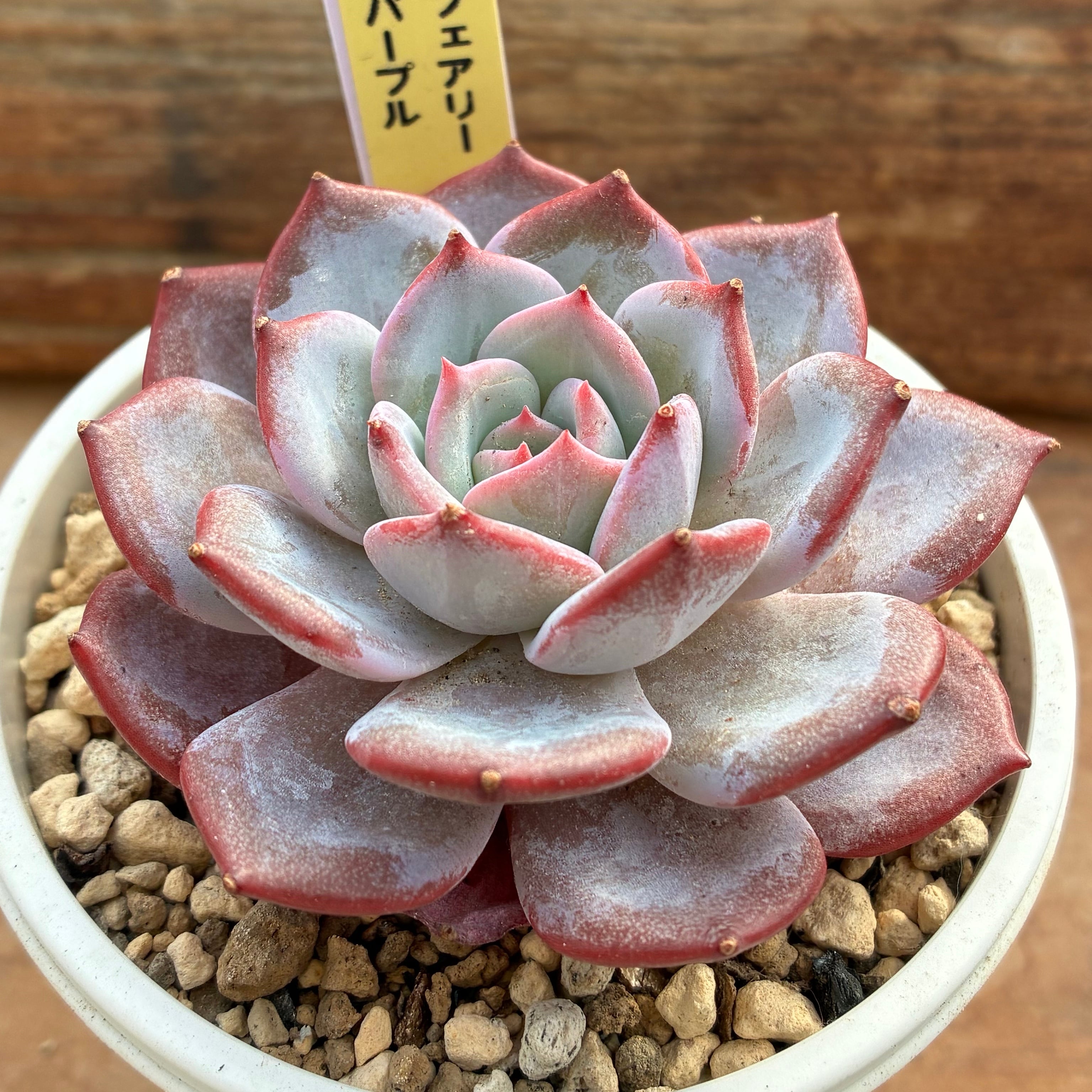 ハオルチア 三仙寿錦 | mocono_plants