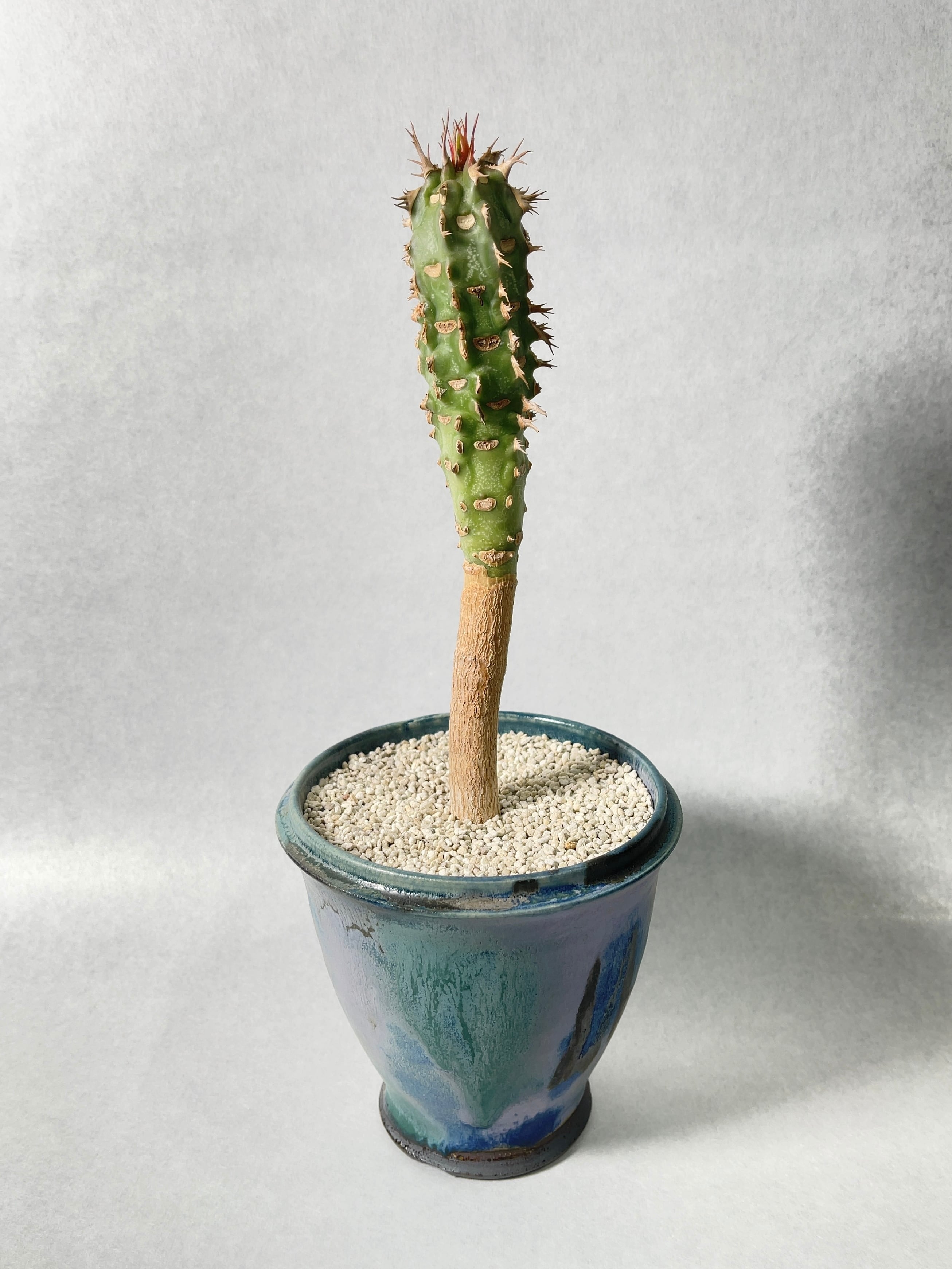 ★ユーフォルビア・ユーホルビア★　噴火竜（山木Ｆ１・強刺選抜） ユーフォルビア・噴火竜 | trigger