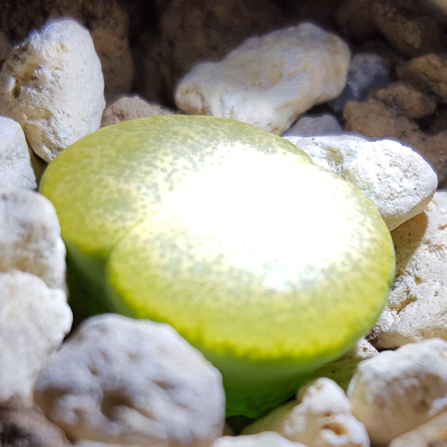 リトープス紫勲[C036B]アルビニゴールド種子10粒 | リトープスぷりん