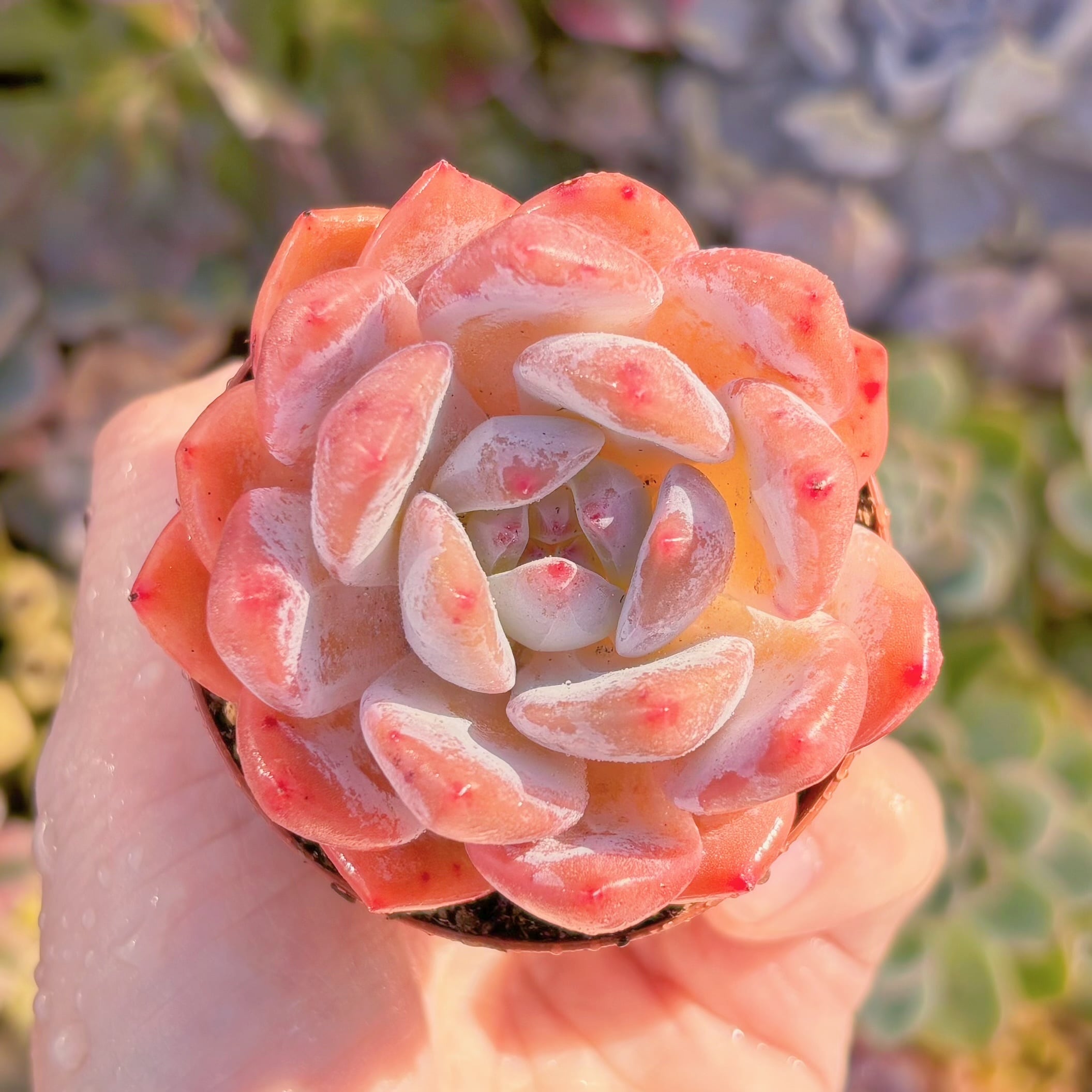 現品　星影#A038　新入荷　るる農園