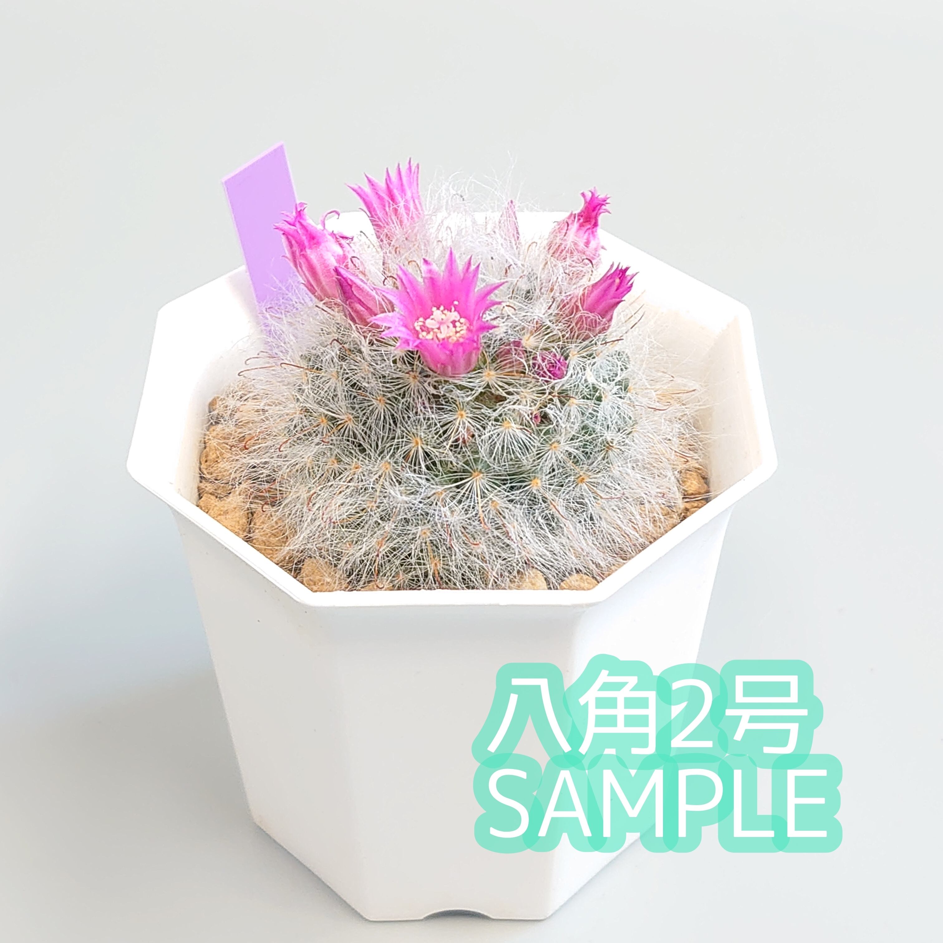 普通郵便】 八角鉢 シャトル鉢 2号 (白) 100個 | plantsbomb