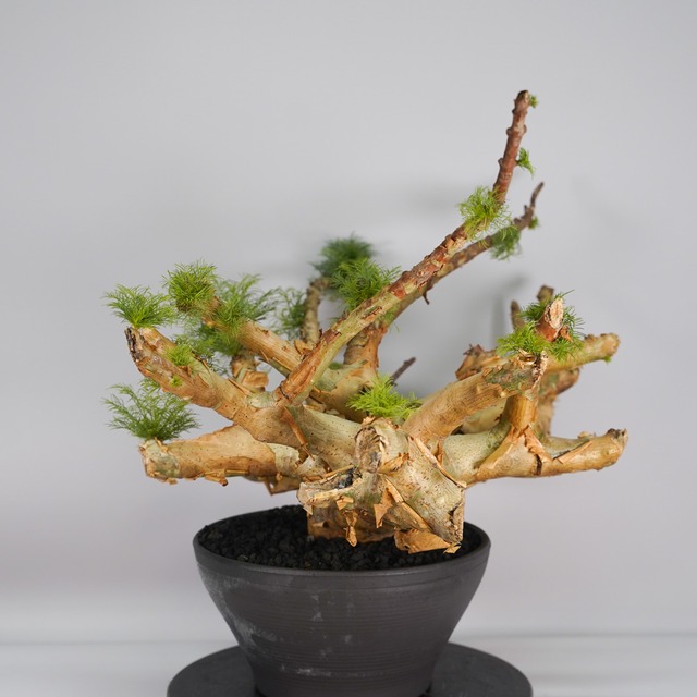 F66 コミフォラ　クラウセリアナ  発根済 現地球