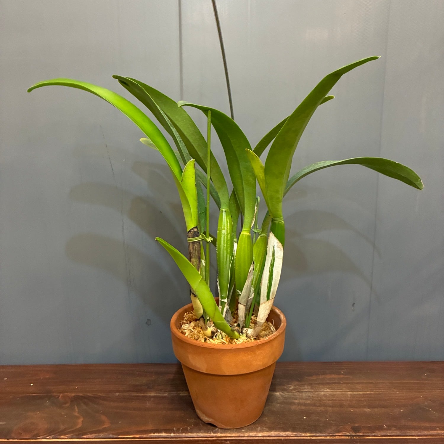 洋ラン カトレア C.trianae('Select-AK'x'Jean Groben Fonce')【789