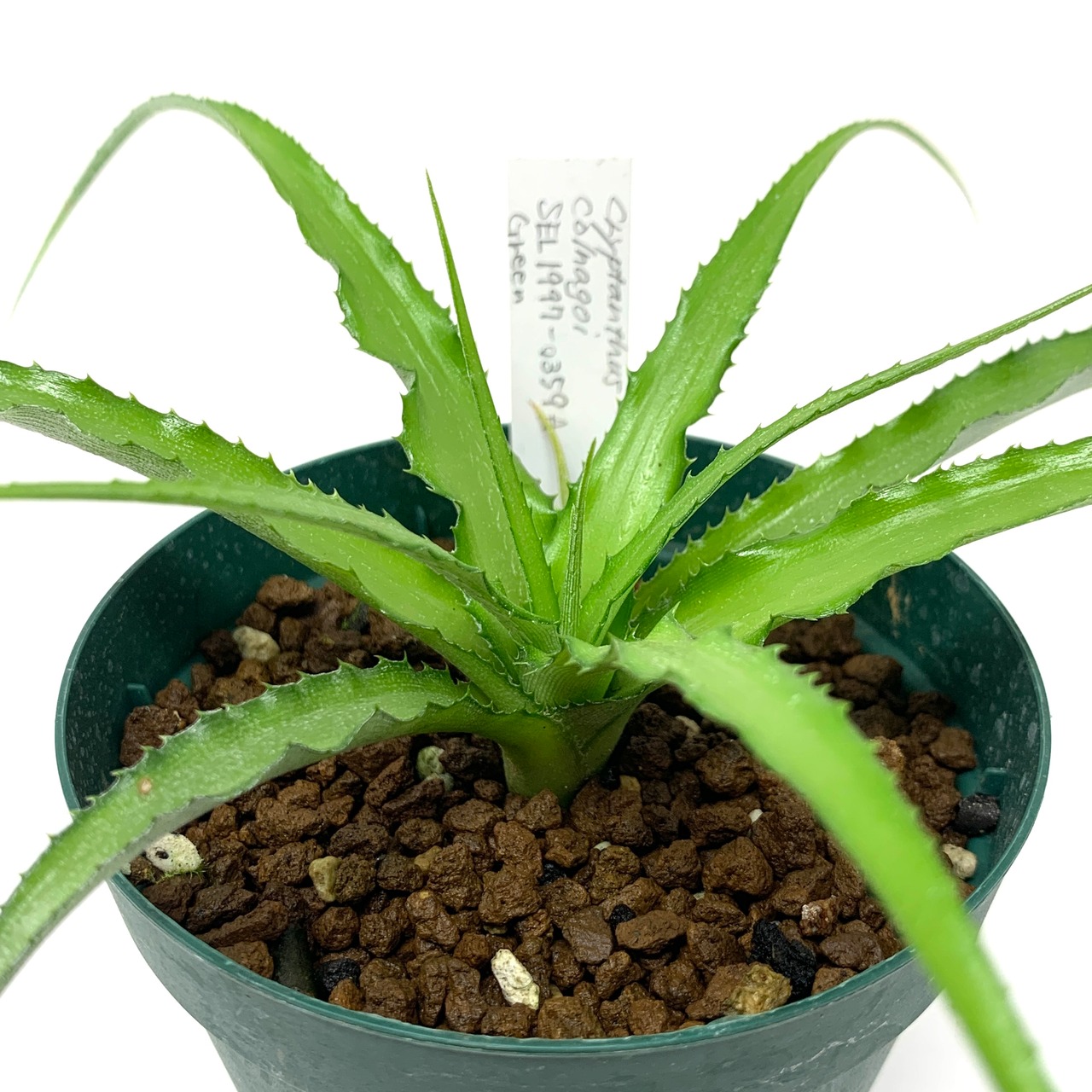 クリプタンサス コルナゴイ【539】