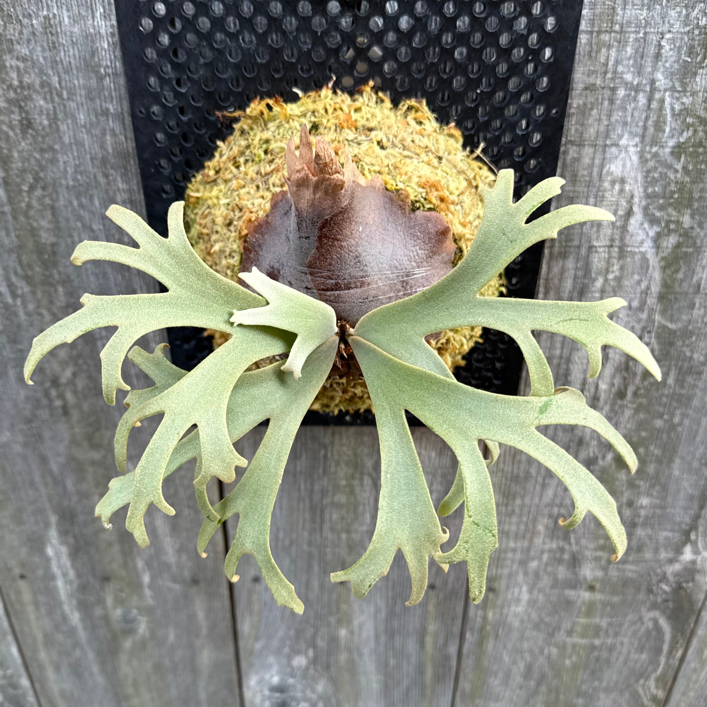 P. willinckii Jenny #1 (pup) | naturefix