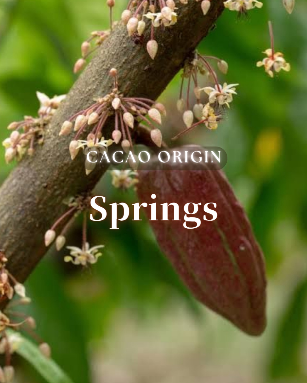 グアテマラ産-セレモニアルカカオ | Mia cacao