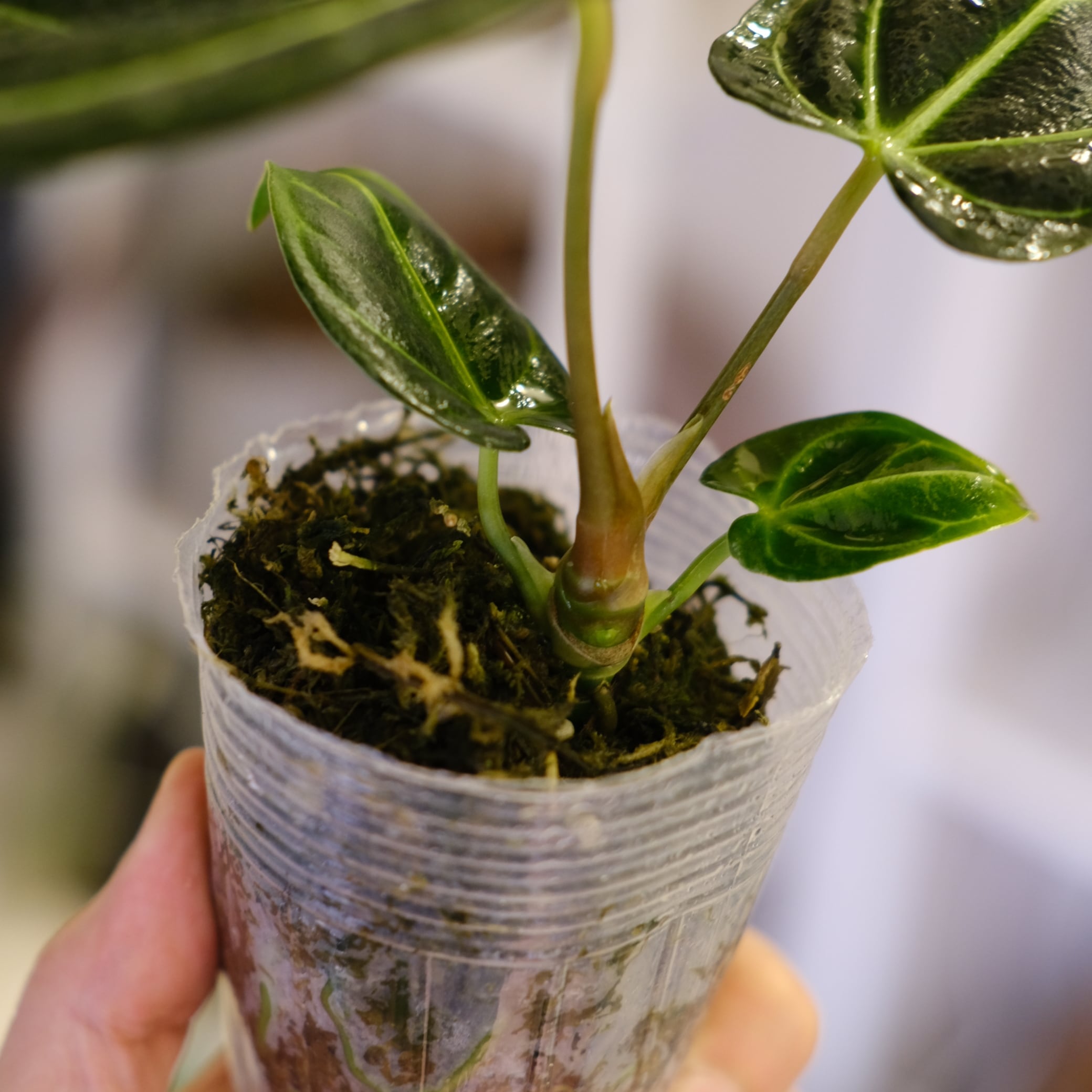 Anthurium Regale｜アンスリウム・レガレ｜観葉植物 | tokyoplants