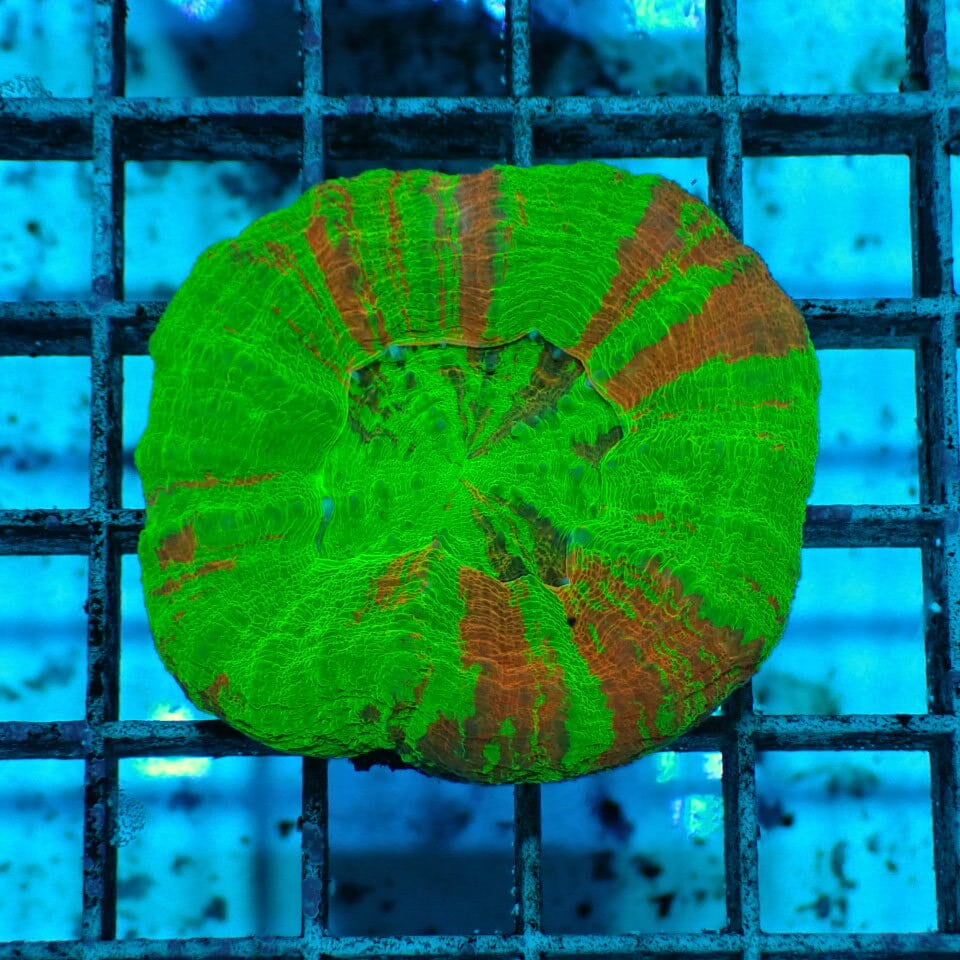 海水魚　サンゴ　スコリミア スコリミア【オーストラリア産】 | 海水魚図鑑（過去入荷）,サンゴ