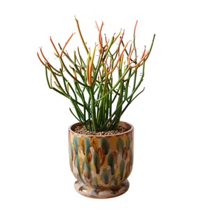 ミルクブッシュ（35cm）