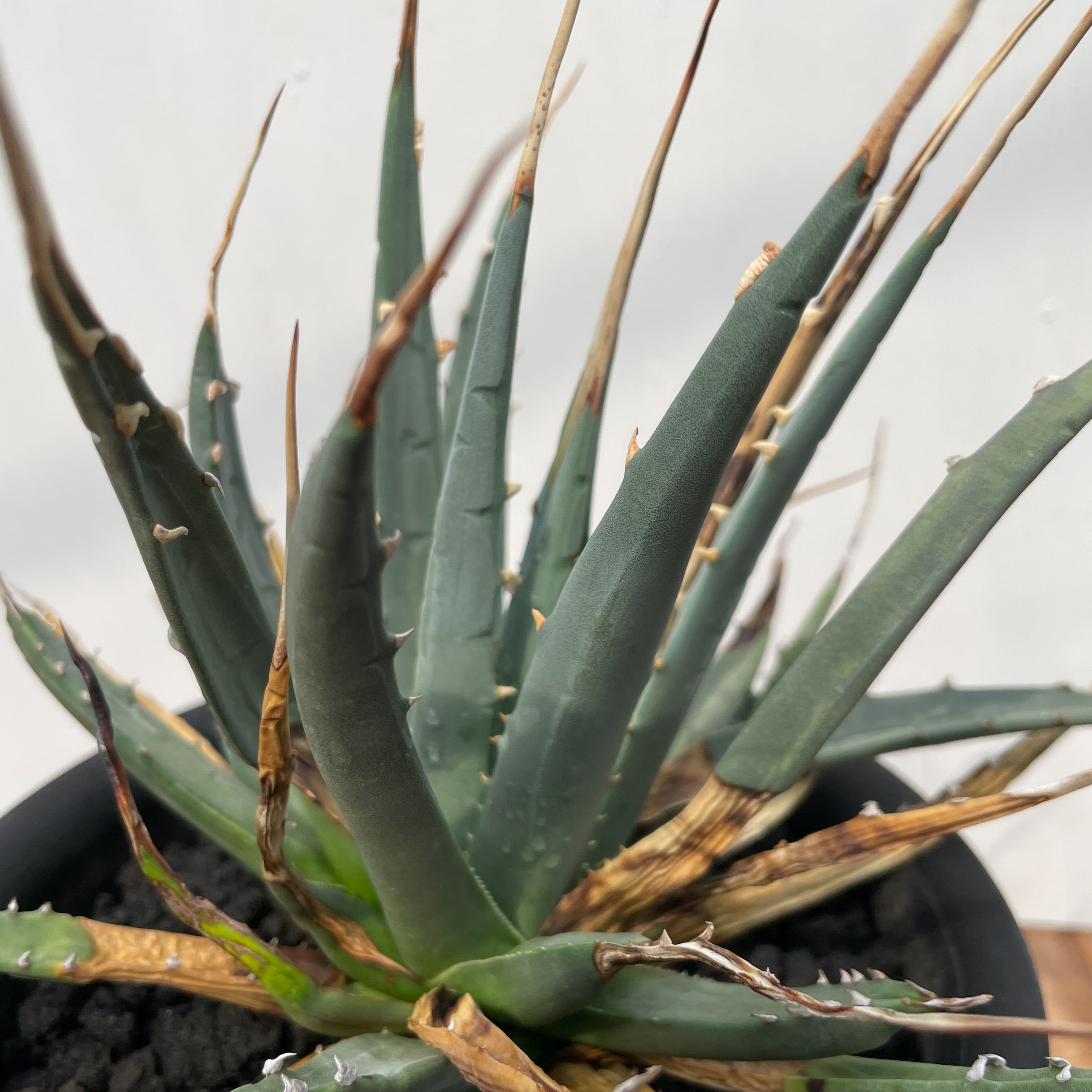 Agave utahensis var. eborispina 【アガベ・ユタエンシス