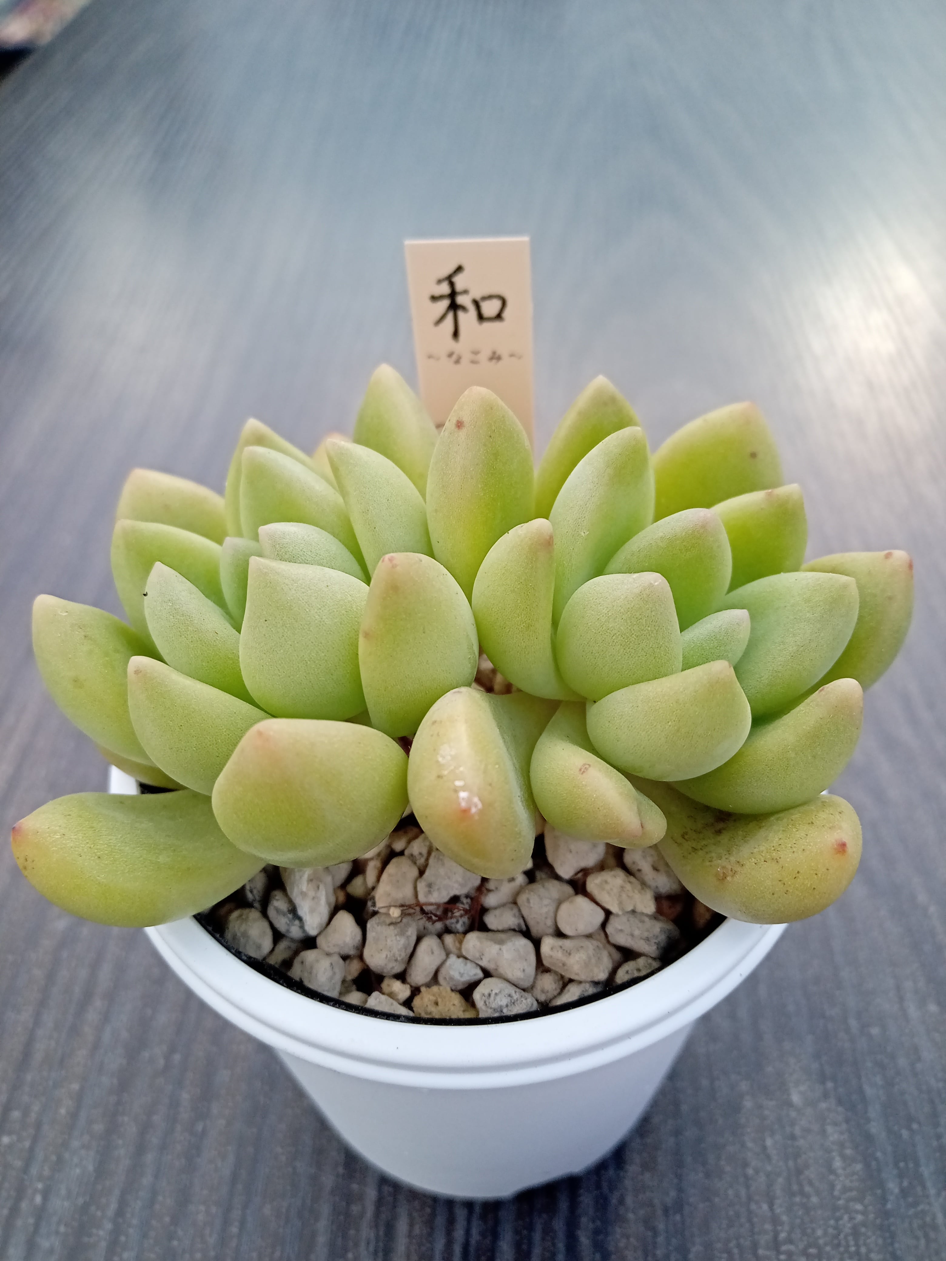 ハートチョイス☓ストリクチフローラノヴァ | 多肉植物 和〜なごみ〜