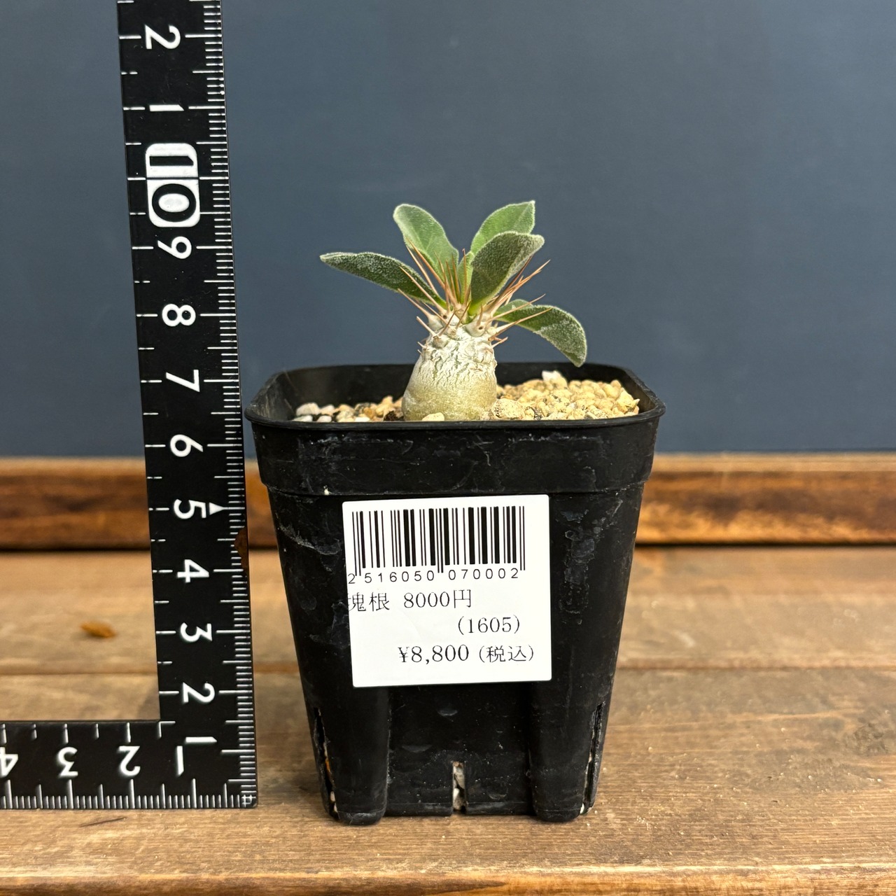 パキポディウム　ナマクアナム　光堂【939】