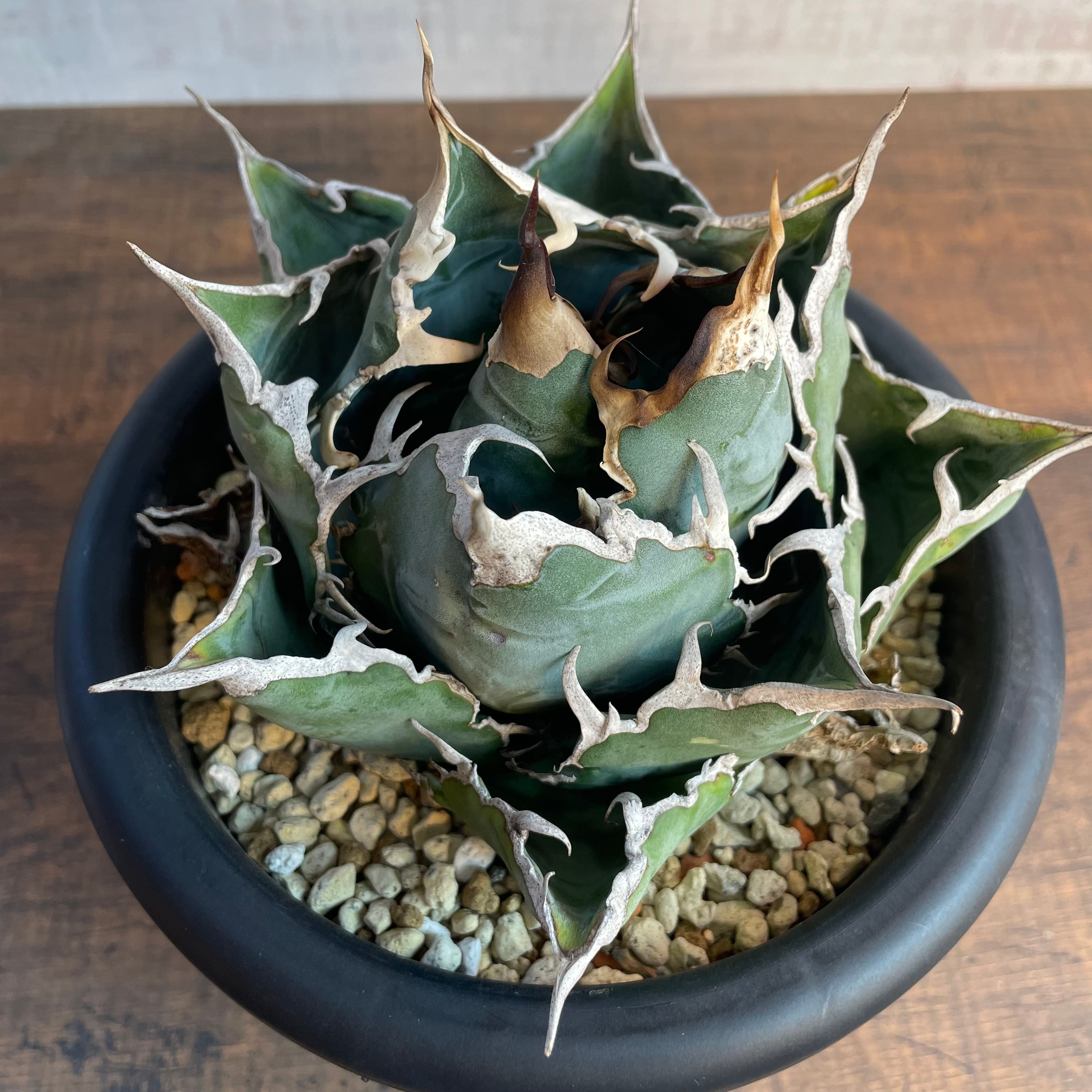 Agave アガベ  選抜白鯨　中株①